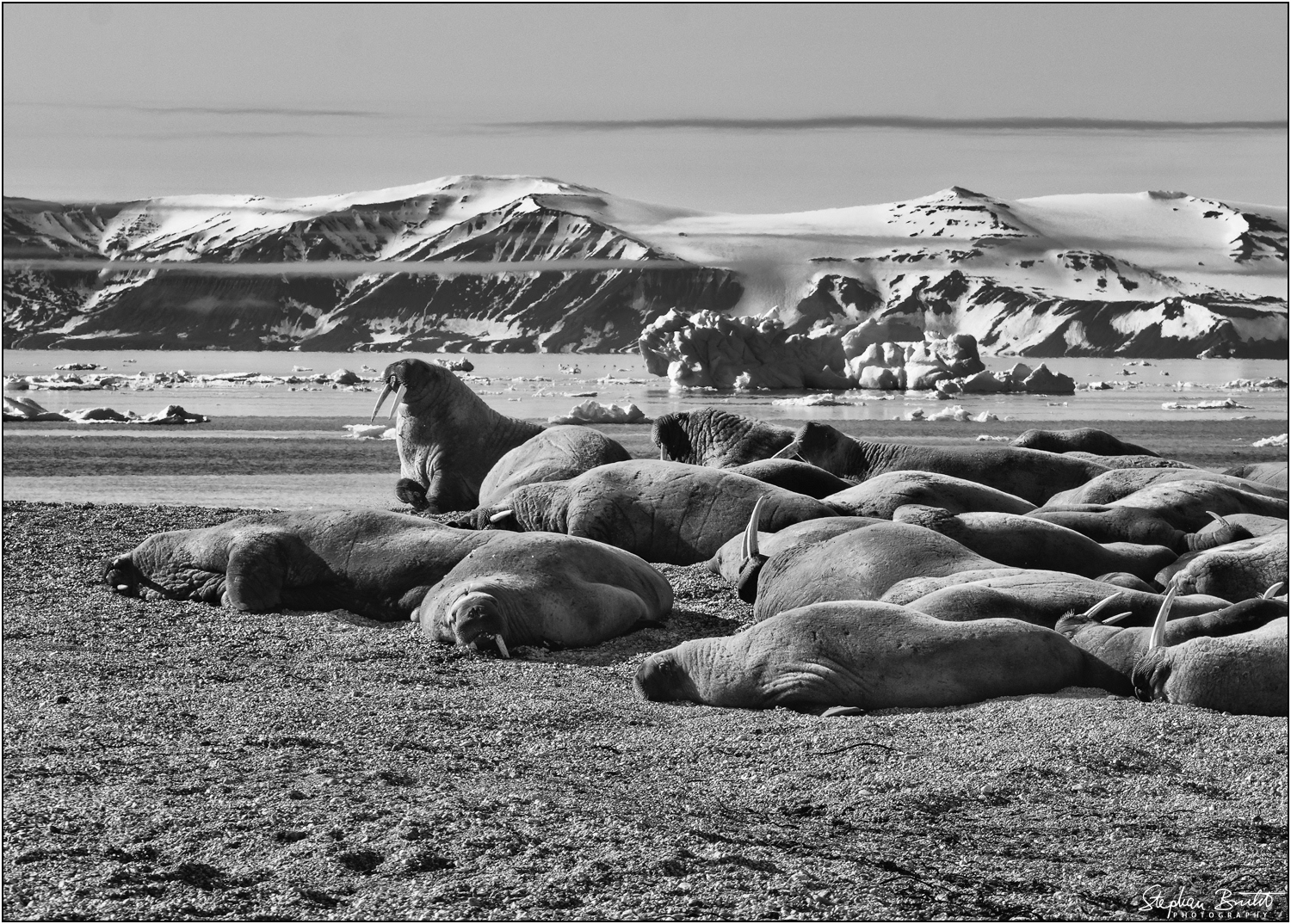 Torellneset / Nordaustlandet