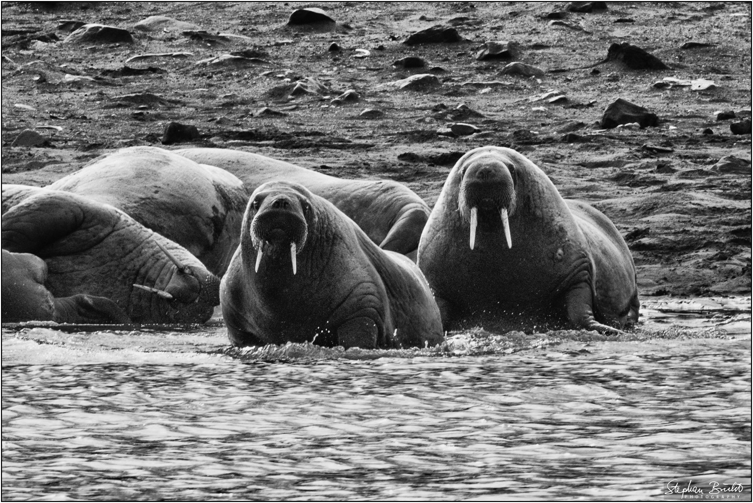 Dolerittneset / Edgøya