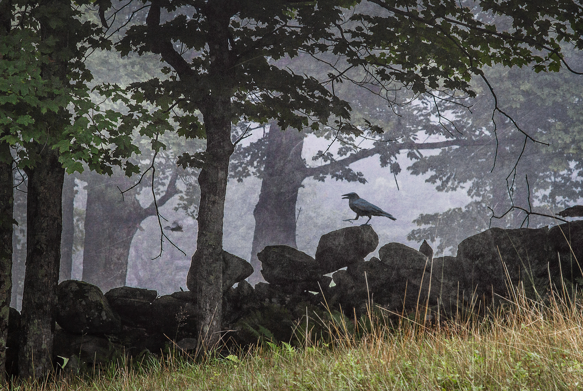 Raven Takes A Walk