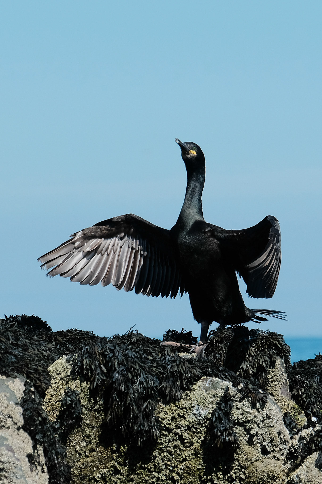 Cormorant