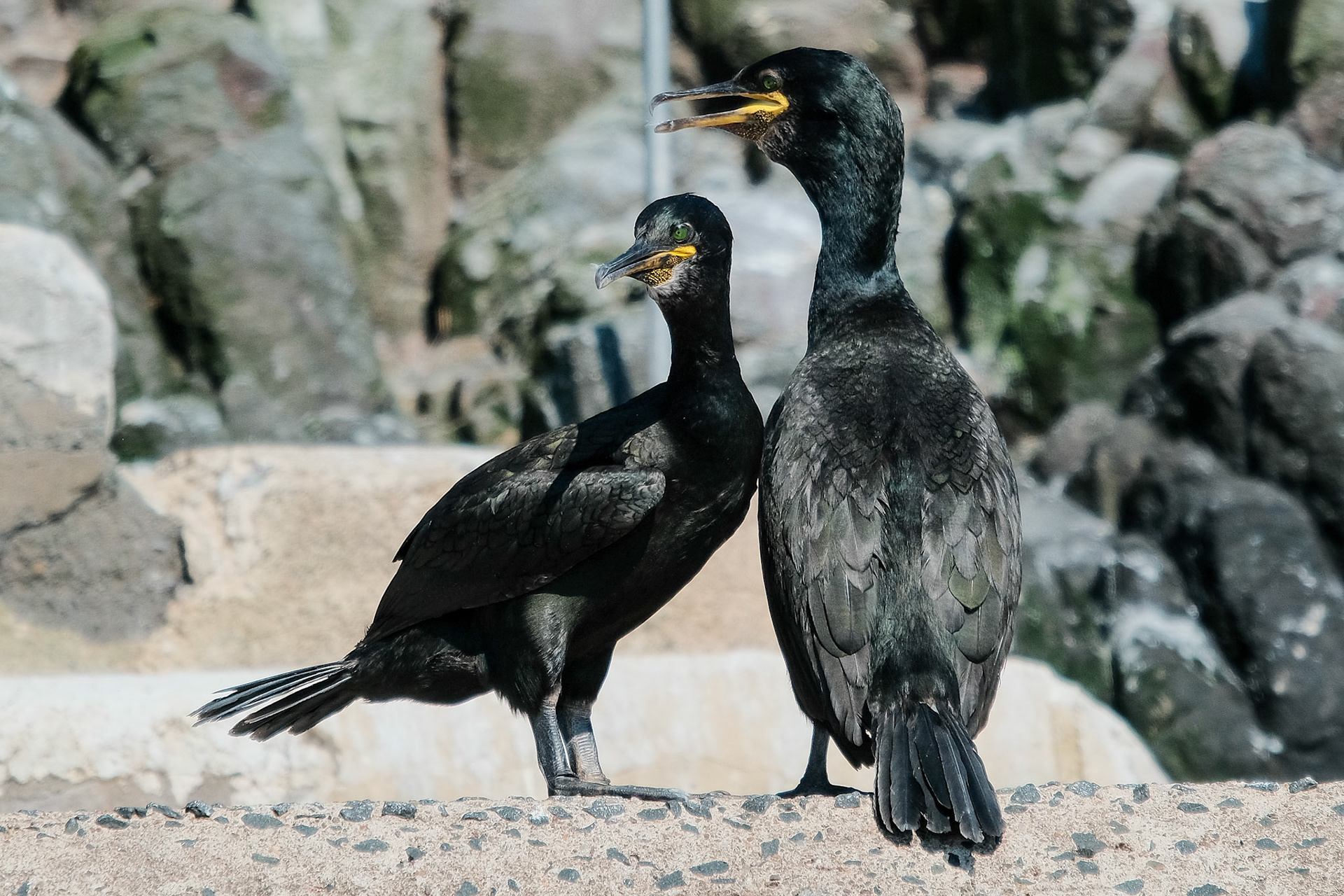 Cormorants