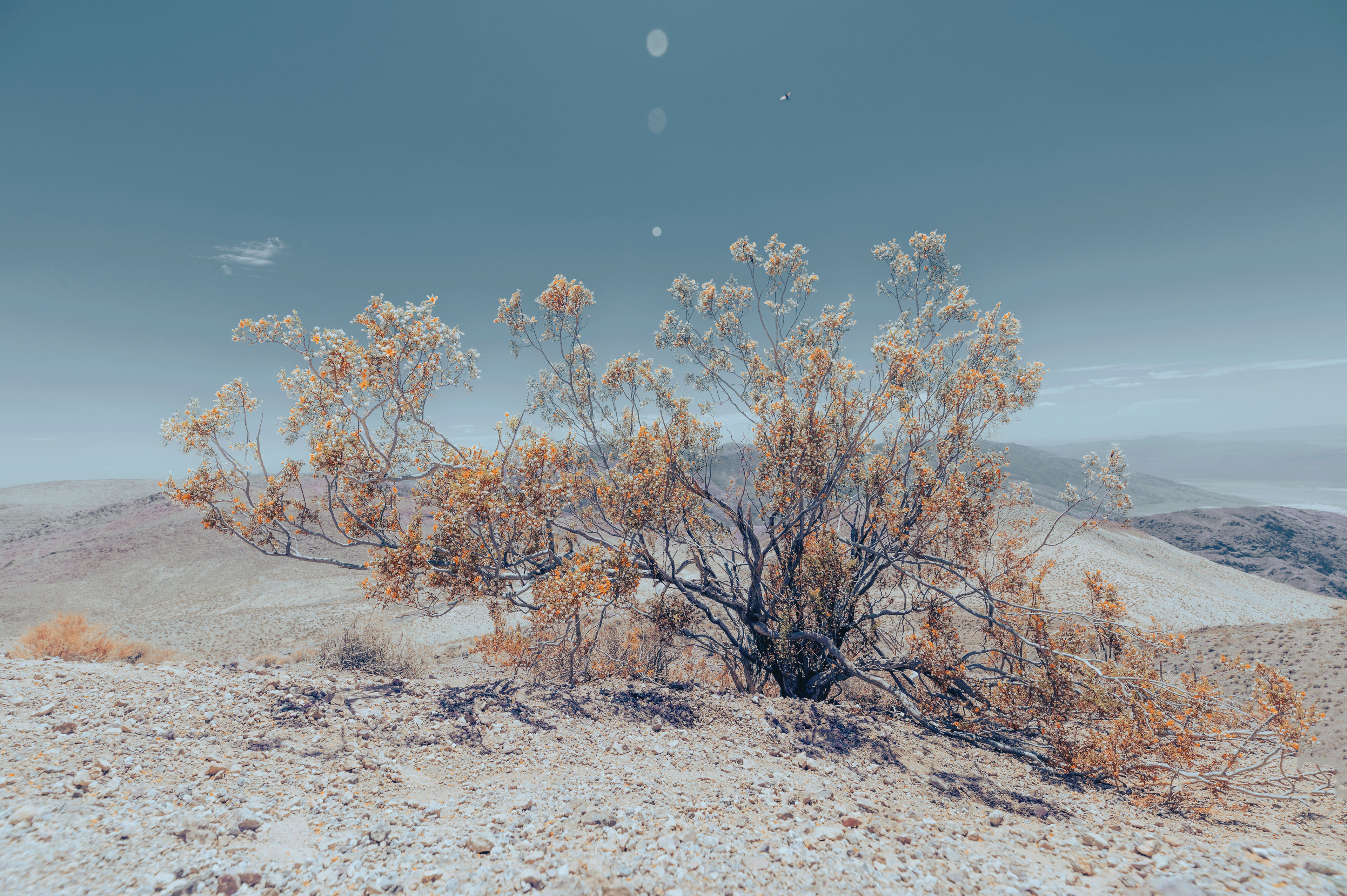 "Free to grow"  Death Valley had some particular highlights, and seeing a small piece of nature on one of the highest peaks in Death Valley was one of them. Having the smallest critters buzz around this shrub looking proud over an expansive Valley made me in awe for how resilient nature can be.  Lining up for this shot was difficult, getting the sun flare spot on in the middle, lining up perfectly with several flying critters with a utterly unique colour tone was a challenge I only had a couple of minutes for 😅 I wish I could have spent more time marvelling at this incredible piece of nature, but unfortunately the heat was too much to bare in the mid-day heat of Death Valley.
