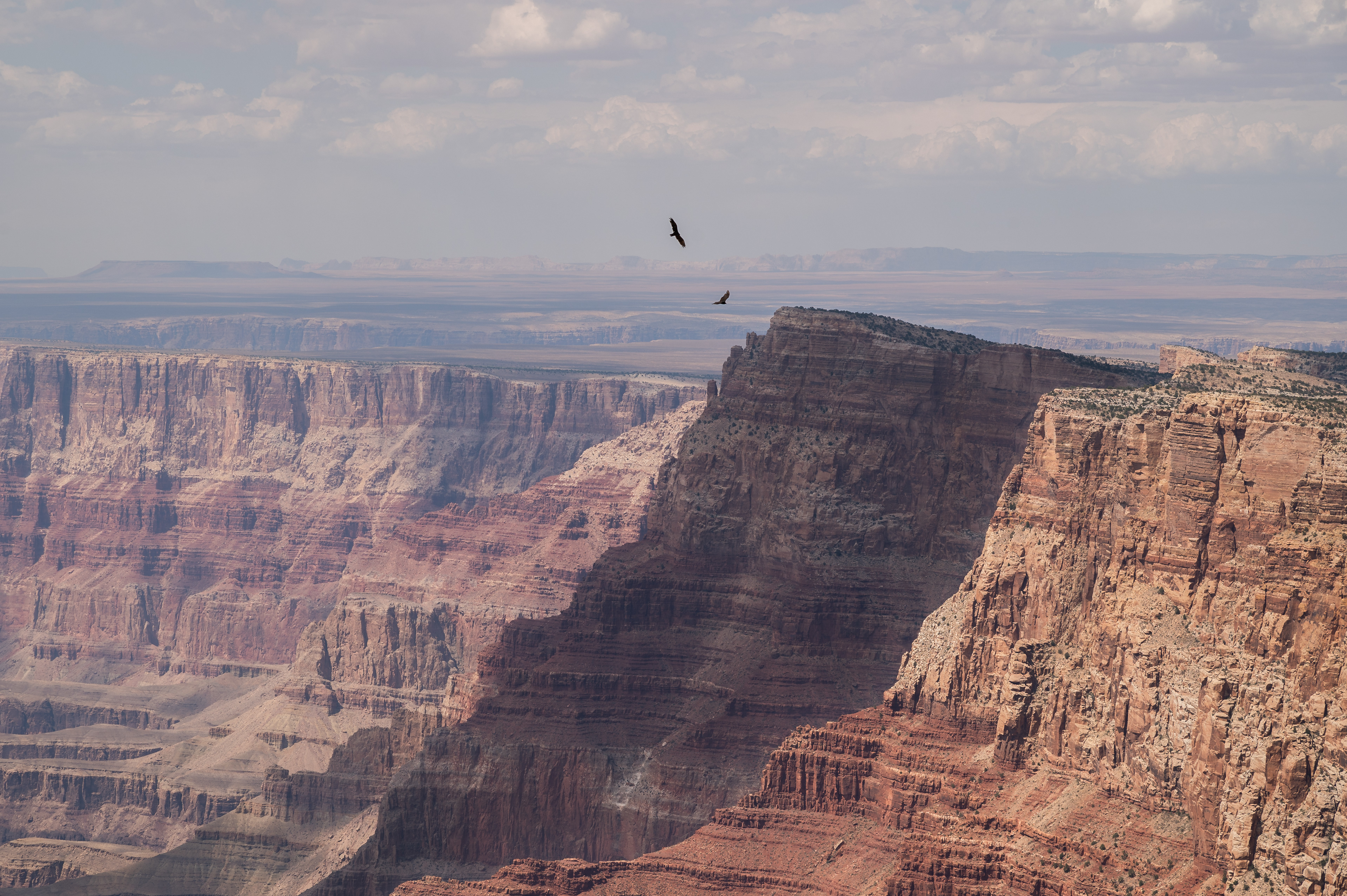 "Red-tailed hawks soaring through Grand Canyon"  Travelling through America this was one of the most special moments I had in any of the national parks. Due to several fires in Grand Canyon at the time the quickly shifting light gave an incredible opportunity to capture the smallest part of one of the biggest national parks in the USA.  Observing the awful haze which continues to spread across many of the viewpoints I saw in the distance two birds of prey fighting. Only seeing their silhouettes I overheard (some very loud) Americans saying that they were Red-tailed hawks. Quickly scrolling back through my camera roll I saw in my viewfinder the perfectly positioned image of these two birds of prey. Being right at the apex of their swing back to each other it seemed almost too perfect of a shot 😅  Going back to more serious matters, if you would like to know my thoughts on many of the forest fires which spread across South-West America, go check out my tunnel view post. These fires were incredibly rare only a couple of decades ago and its heartbreaking to see the damage it is doing to some of the most incredible places in the world.