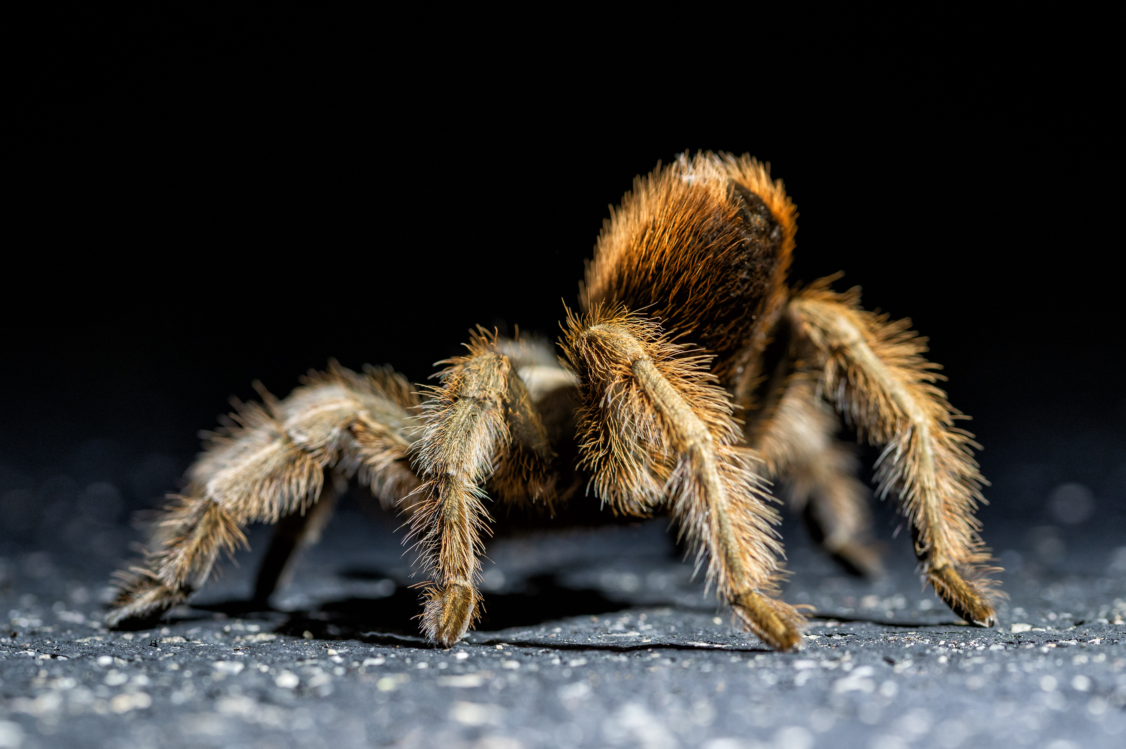 "Life on the road"  PT1 to a series focused on urban wildlife found in suburbia. This series mainly focuses on much of the photography I did whilst visiting my home, Arizona.  The Arizonan Blond Tarantula (Aphonopelma chalcodes) was set on a mission to climb onto my camera in the pitch black on one of my nightly walks. Shining a small LED torch I was able to compose and take a couple of shots with my macro lens. I slowly became fascinated by the effort these small spiders had in trying to do the smallest of things. To humans crossing a road would take seconds, but to these spiders it would be life or death.  Having multiple encounters with these spiders either whether they are living or sadly roadkill gave me massive respect for them, but also pity for what type of life they had been put in. For such a small and non-violent creature to be placed in such challenging conditions on blisteringly hot tarmac it made me question our impact to even the smallest of ecosystems in the deep-South desert.  Using an upright light source gives a unique angle for a creature which was scurrying as fast as he could to the nearest crack in the pavement. Having this gradient effect of tarmac being illuminated and the background fading off into the dark abyss to some may seem unnatural and fake, but that is how us as humans have changed their ecosystem. This unnatural, dangerous and rough environment has now become a way of life for such a beautiful piece of nature. 