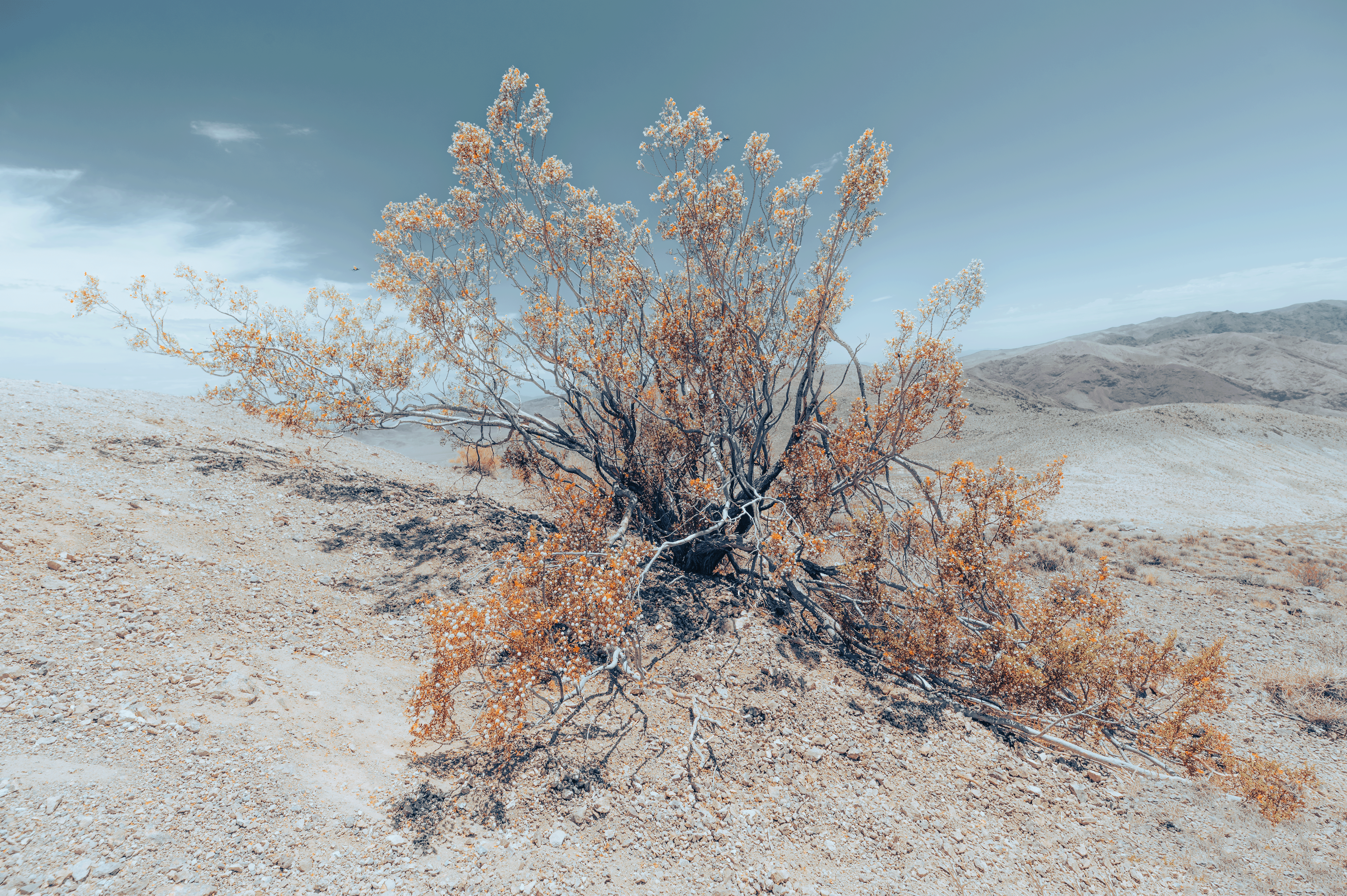 "Free to grow"  Death Valley had some particular highlights, and seeing a small piece of nature on one of the highest peaks in Death Valley was one of them. Having the smallest critters buzz around this shrub looking proud over an expansive Valley made me in awe for how resilient nature can be.  Lining up for this shot was difficult, getting the sun flare spot on in the middle, lining up perfectly with several flying critters with a utterly unique colour tone was a challenge I only had a couple of minutes for 😅 I wish I could have spent more time marvelling at this incredible piece of nature, but unfortunately the heat was too much to bare in the mid-day heat of Death Valley.