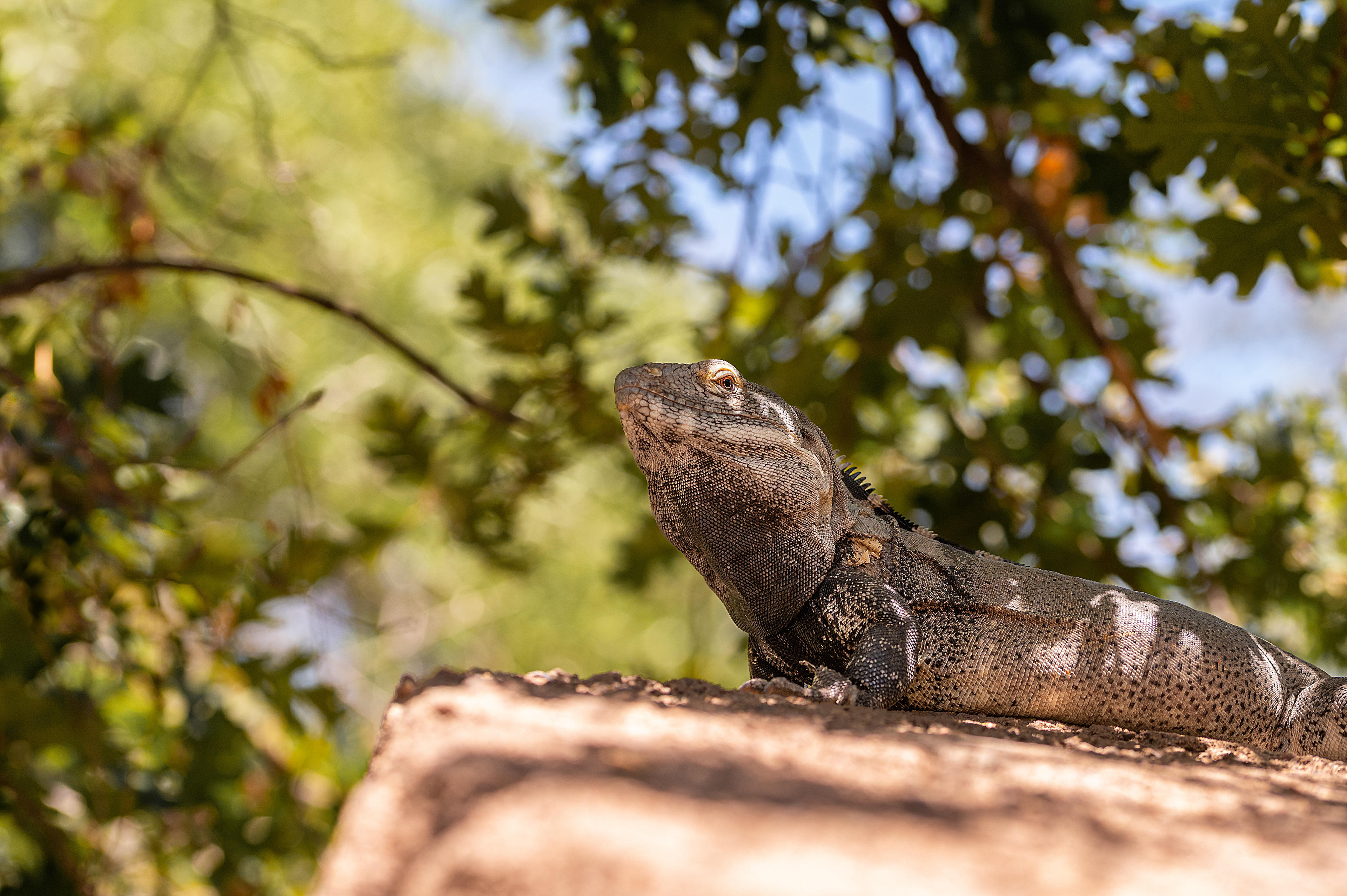 "A resting Chuckwalla"  Exploring the desert was perhaps one of the highlights of the trip to home (Tuscon, Arizona). Seeing the wildlife I used to see as a kid brought back memories of me seeing creatures which you would never believe to exist.  This female Chuckwalla was perched on a large boulder basking in the shade. At around 16 inches in length, and 2 pounds in weight their sheer size is quite surprising. Chuckwallas like being in close proximity to safety at all times, and enjoy hiding in cracks and crevasses in large boulders across the desert.  Known as the Desert Iguana, Chuckwallas are known for their dinosaur characteristics with wide bellies and long tails and claw like feet. They bathe in the sunlight until their body temperature reaches a blistering 40C, at this time they are ready to hunt for food. No, they don't eat humans or animals - their diets are mainly vegetarian!