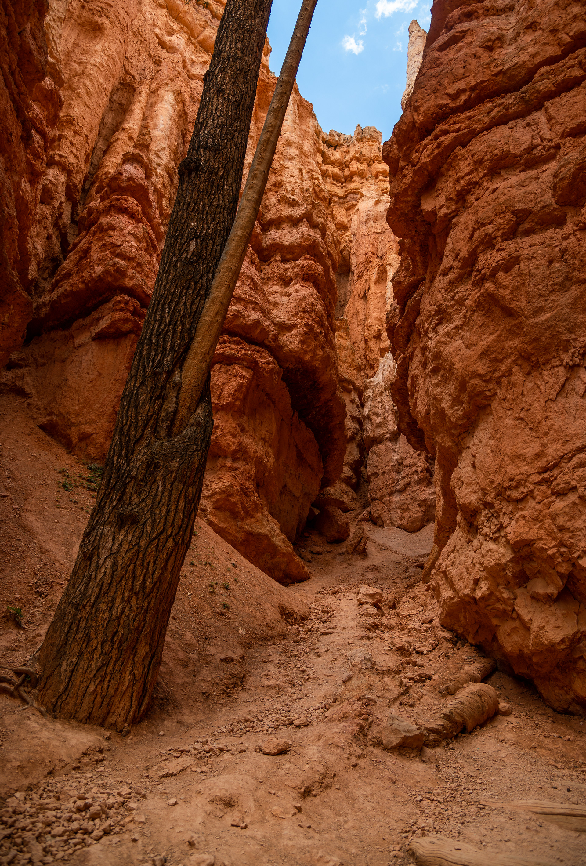 "Nature and perseverance in Bryce Canyon"  Walking through one of the many canyon trails I was shocked to see these conifers growing deep on the canyon floor. Searching for light these Douglas-Firs grow to incredible lengths to tower above canyon cracks.  These trees and not actually a true fur, nor a hemlock even though its Latin name "Pseudotsuga" translates to false hemlock (its actually a separate genus!). They self prune so around 1/2 of their trunk is free of branches, giving them an unusual look.  Douglas-fir is a highly treasured form of timber tree, being mainly harvested for structural timber. In some locations across the US the logging has been so aggressive, meaning there are no nutrients left for many forests across the US to regrow. Their slow growing means they can take up to 400 years to fully mature, making it a non sustainable resource. Hopefully in the future there will be better conservation efforts for these trees, with populations being restricted to mainly national parks.  These iconic Douglas-firs need to be preserved as much as possible, after all trees are as close to immortality as the rest of us ever come.