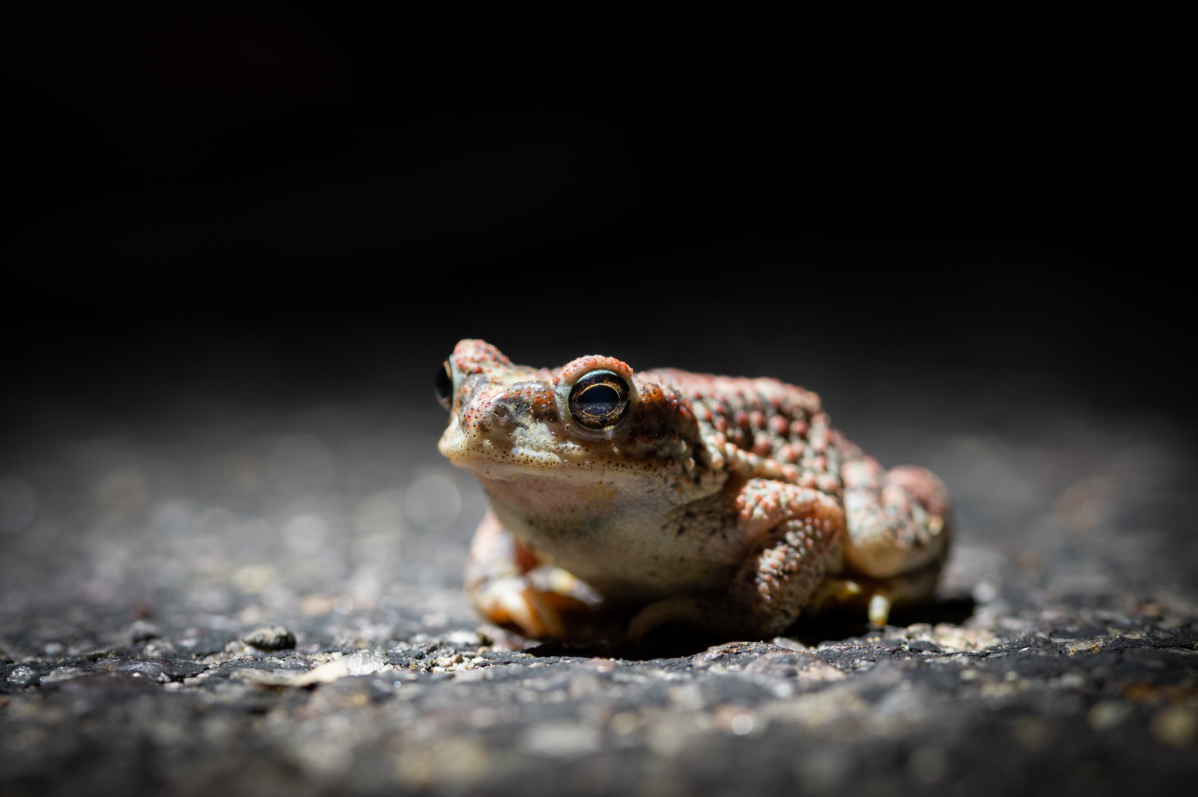 "Life on the road"  PT2  The Red Spotted Toad (Bufo punctatus) was another interesting subject to focus on, on one of my many nightly walks exploring Tucson suburbia.  Seeing countless numbers of these guys hopping across the boiling hot tarmac floor made me sympathise with them as much as I did the many tarantulas who were exploring the desert floor. It was a common sight to see them run over, and being fed on by beetles and cockroaches.  By using an upright torch I was able to illuminate the subject to take a picture of them in their habitat. Luckily this particular toad wasn't moving as much as the others. It's not the prettiest of habitats but that is what us as humans have created.  The Red Spotted Toad is active during dusk, they hide in rocks and crevasses during day time and feed and mate throughout the night. Their resilience to such a harsh and non forgiving environment again made me fascinated - why go through all this effort of living in suburbia for only a couple more beetles to feed on?  These toads can survive on only 40% of their needed water content for days, their bodies have adapted to live through the hottest of days. They also lay their eggs separately, which is very rare for Arizona toads - with tadpoles turning into adults in 6-8 weeks.