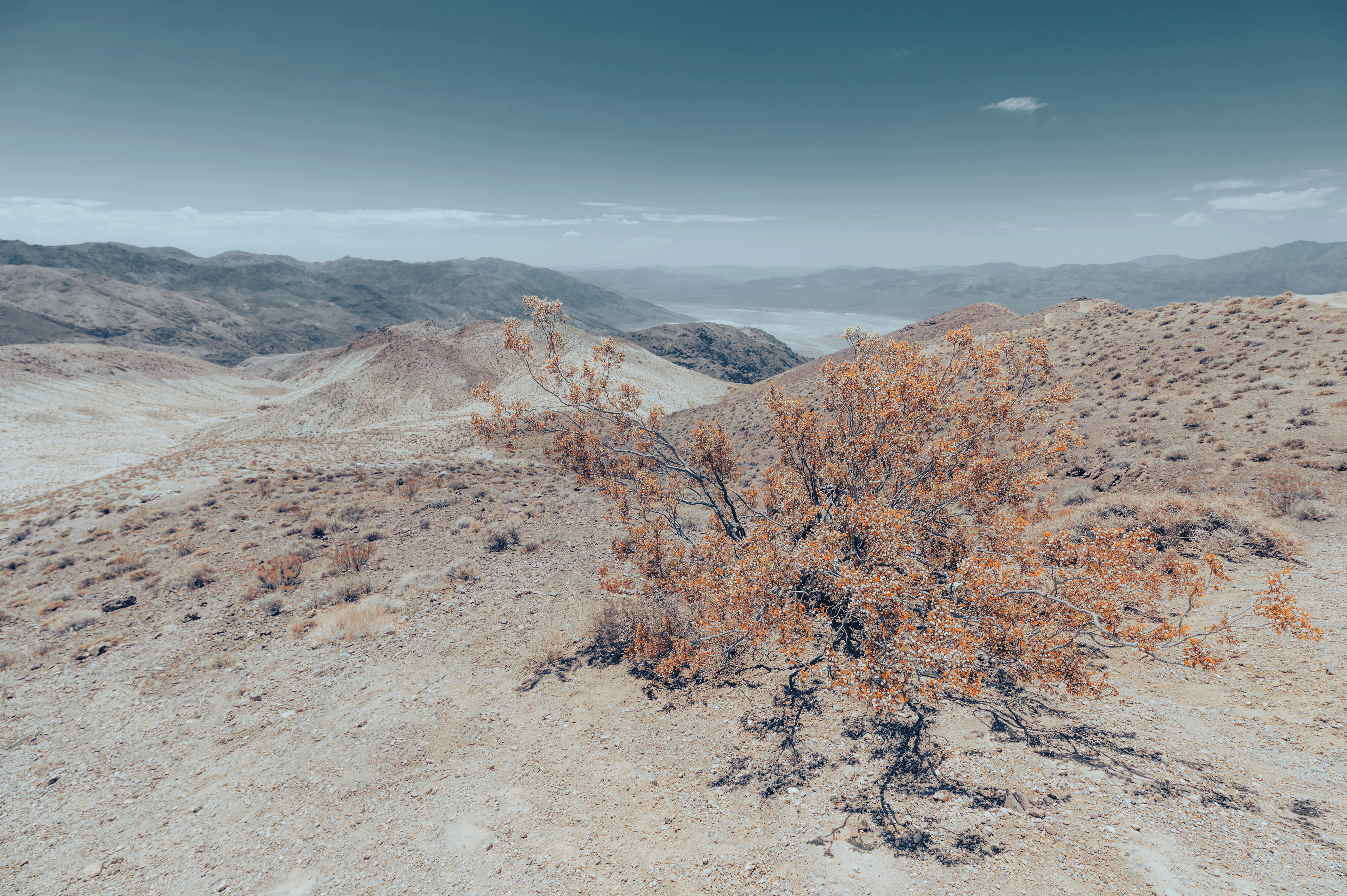 "Free to grow"  Death Valley had some particular highlights, and seeing a small piece of nature on one of the highest peaks in Death Valley was one of them. Having the smallest critters buzz around this shrub looking proud over an expansive Valley made me in awe for how resilient nature can be.  Lining up for this shot was difficult, getting the sun flare spot on in the middle, lining up perfectly with several flying critters with a utterly unique colour tone was a challenge I only had a couple of minutes for 😅 I wish I could have spent more time marvelling at this incredible piece of nature, but unfortunately the heat was too much to bare in the mid-day heat of Death Valley.