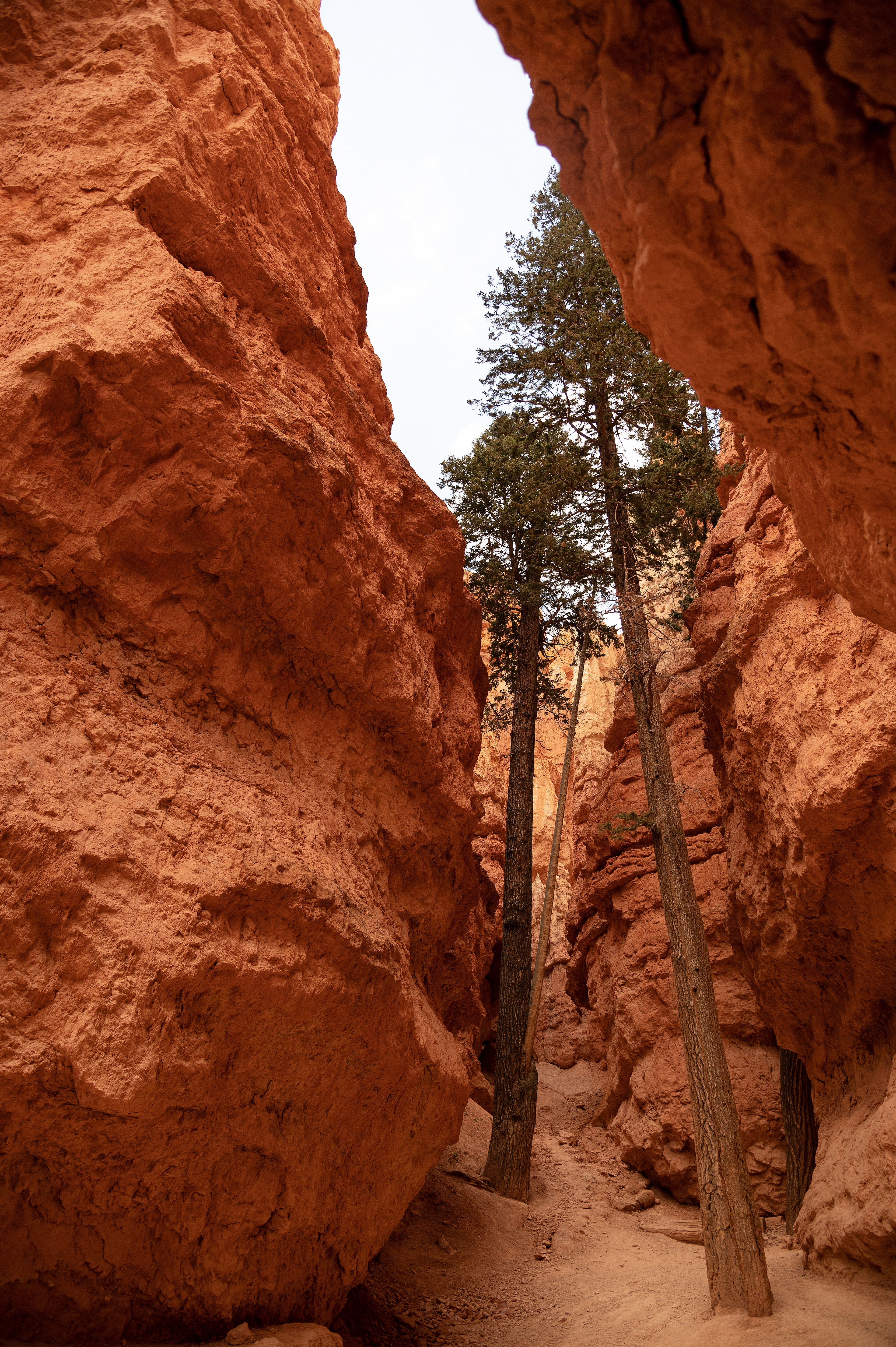 "Nature and perseverance in Bryce Canyon"  Walking through one of the many canyon trails I was shocked to see these conifers growing deep on the canyon floor. Searching for light these Douglas-Firs grow to incredible lengths to tower above canyon cracks.  These trees and not actually a true fur, nor a hemlock even though its Latin name "Pseudotsuga" translates to false hemlock (its actually a separate genus!). They self prune so around 1/2 of their trunk is free of branches, giving them an unusual look.  Douglas-fir is a highly treasured form of timber tree, being mainly harvested for structural timber. In some locations across the US the logging has been so aggressive, meaning there are no nutrients left for many forests across the US to regrow. Their slow growing means they can take up to 400 years to fully mature, making it a non sustainable resource. Hopefully in the future there will be better conservation efforts for these trees, with populations being restricted to mainly national parks.  These iconic Douglas-firs need to be preserved as much as possible, after all trees are as close to immortality as the rest of us ever come.
