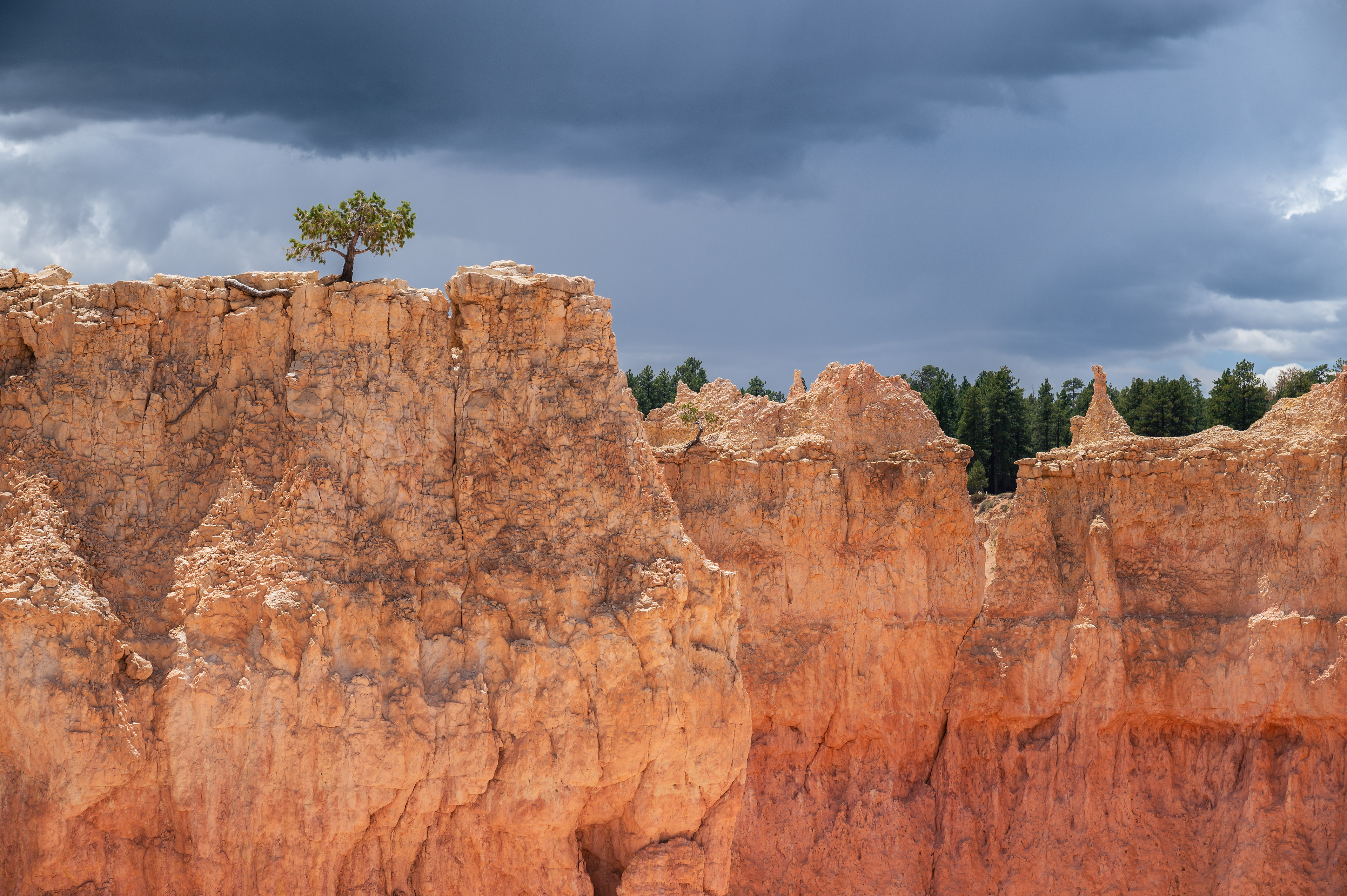 "Isolated Bristlecone Pine"  "If future generations are to remember us with more gratitude than the past we must achieve more than just miracles of technology. We must also leave them a glimpse of the world as it was created, not just as it looked when we got through with it." - Lyndon Baines Johnson  Bristlecone pines are one of the most interesting subjects to be seen at Bryce Canyon. Being one of the oldest variants of trees in the world they can withstand the harshest of weather and conditions given to them.  Some Bristlecone pines keep their pine needles for over 40 years, with their incredibly slow grow rate some years these small trees may not grow at all. Their ring density actually signifies only a third of their age due to the slow growth rate of these trees.  For some people visiting Bryce the focus is on the landscape, and Bristlecone's are left unappreciated. To me I saw a piece of nature which was determined to grow, whatever the conditions.  Walking down one of the many valley trails I noticed this juvenile pine at the top of a 200ft cliff, I quickly ran back up the trail to get a side on shot, showing the exposed roots and pure scale of the small divots in Bryce Canyon.