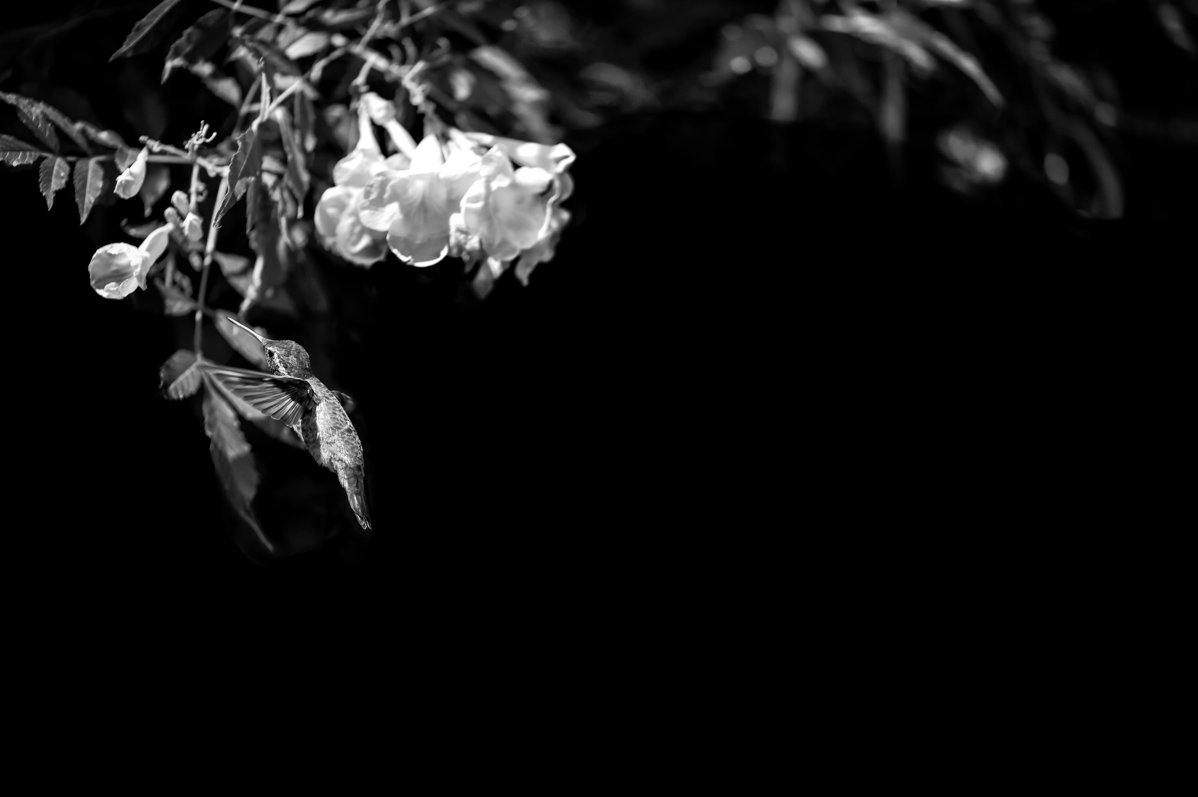 "A Black-chinned hummingbird exploring the desert"  Hearing the slight hum of a hummingbird in the desert is an unusual phenomenon which commonly occurs in Utah, Nevada and Arizona. The harsh weather with the never ending beating sun is something you have to get used to when exploring the landscape for new wildlife.  The juxtaposition between this harsh environment and this incredibly innocent species of bird never fails to surprise me. The resilience to keep searching for nectar gave me an opportunity to set up and wait for the photo to be handed to me.