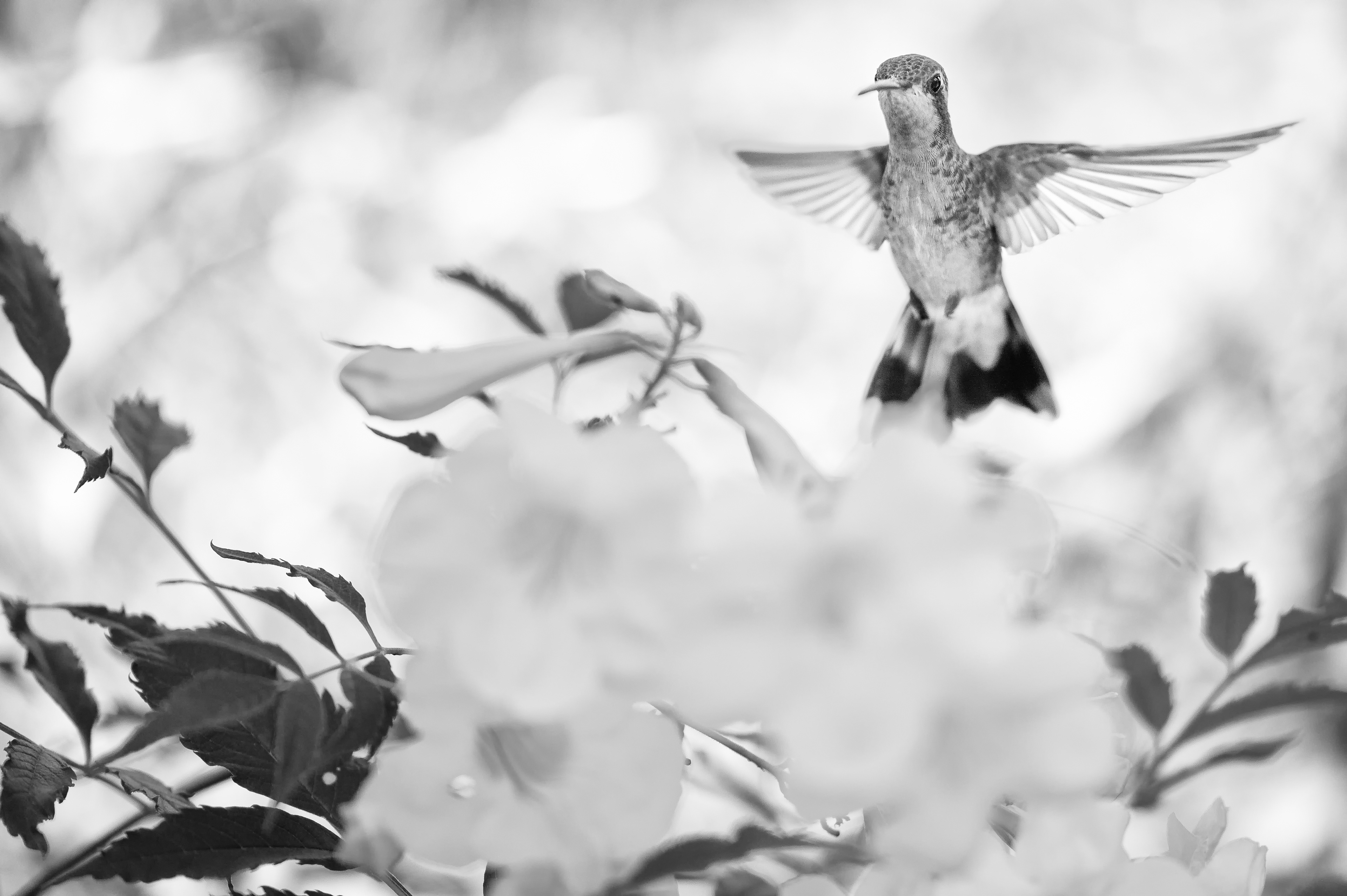 "A peering Black-chinned hummingbird and its surrounding native environment"  "Archilochus alexandri" - female  One of my favourite pass times as a photographer is going on hikes to new places, searching for new opportunities and incredible spectacles.  Walking through Zion National Park, Utah on one of the many valley trails I noticed a slight humming noise on a steep path. I turned around and much to my surprise there was a hummingbird going through thick nettles in search for flowers buried deep along the cliffside. I quickly (and very awkwardly) swapped to my macro lens and managed to get a couple of shots without a flash. Getting to 1/8000s I tried my best to keep up with this small bird.  Resting this species of hummingbirds heart beats an average of 480 beats per minute. On cold nights they go into torpor, and the heart rate drops to 45–180 beats per minute. When resting their breathing rate is 245 breaths per minute at 91 degrees Fahrenheit - and for this particular species breathing is actually sporadic!