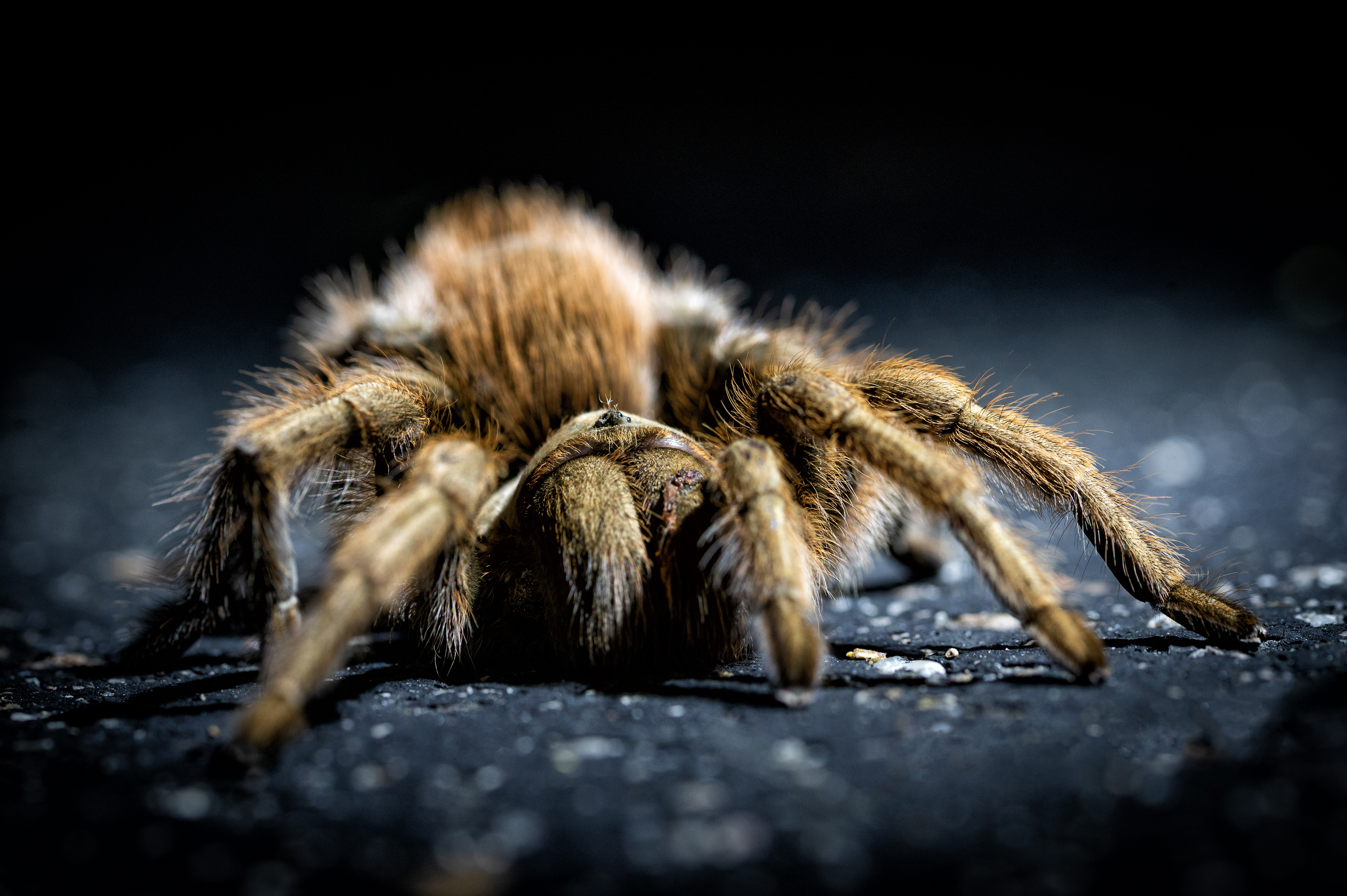 "Life on the road"  PT1 to a series focused on urban wildlife found in suburbia. This series mainly focuses on much of the photography I did whilst visiting my home, Arizona.  The Arizonan Blond Tarantula (Aphonopelma chalcodes) was set on a mission to climb onto my camera in the pitch black on one of my nightly walks. Shining a small LED torch I was able to compose and take a couple of shots with my macro lens. I slowly became fascinated by the effort these small spiders had in trying to do the smallest of things. To humans crossing a road would take seconds, but to these spiders it would be life or death.  Having multiple encounters with these spiders either whether they are living or sadly roadkill gave me massive respect for them, but also pity for what type of life they had been put in. For such a small and non-violent creature to be placed in such challenging conditions on blisteringly hot tarmac it made me question our impact to even the smallest of ecosystems in the deep-South desert.  Using an upright light source gives a unique angle for a creature which was scurrying as fast as he could to the nearest crack in the pavement. Having this gradient effect of tarmac being illuminated and the background fading off into the dark abyss to some may seem unnatural and fake, but that is how us as humans have changed their ecosystem. This unnatural, dangerous and rough environment has now become a way of life for such a beautiful piece of nature.