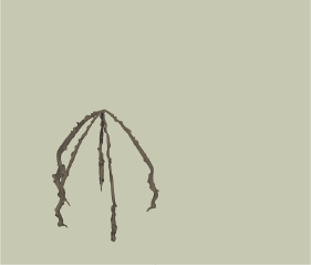 Foraging and placing of the vertical branches – they need to be of around 5m long and  placed in a circle of around 3m diameter