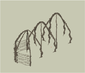 Smaller branches are gathered and attached  horizontally, spaced out of around 30cm every  time – these can be attached using nails or soft  stringy branches from the nearby willow tree.