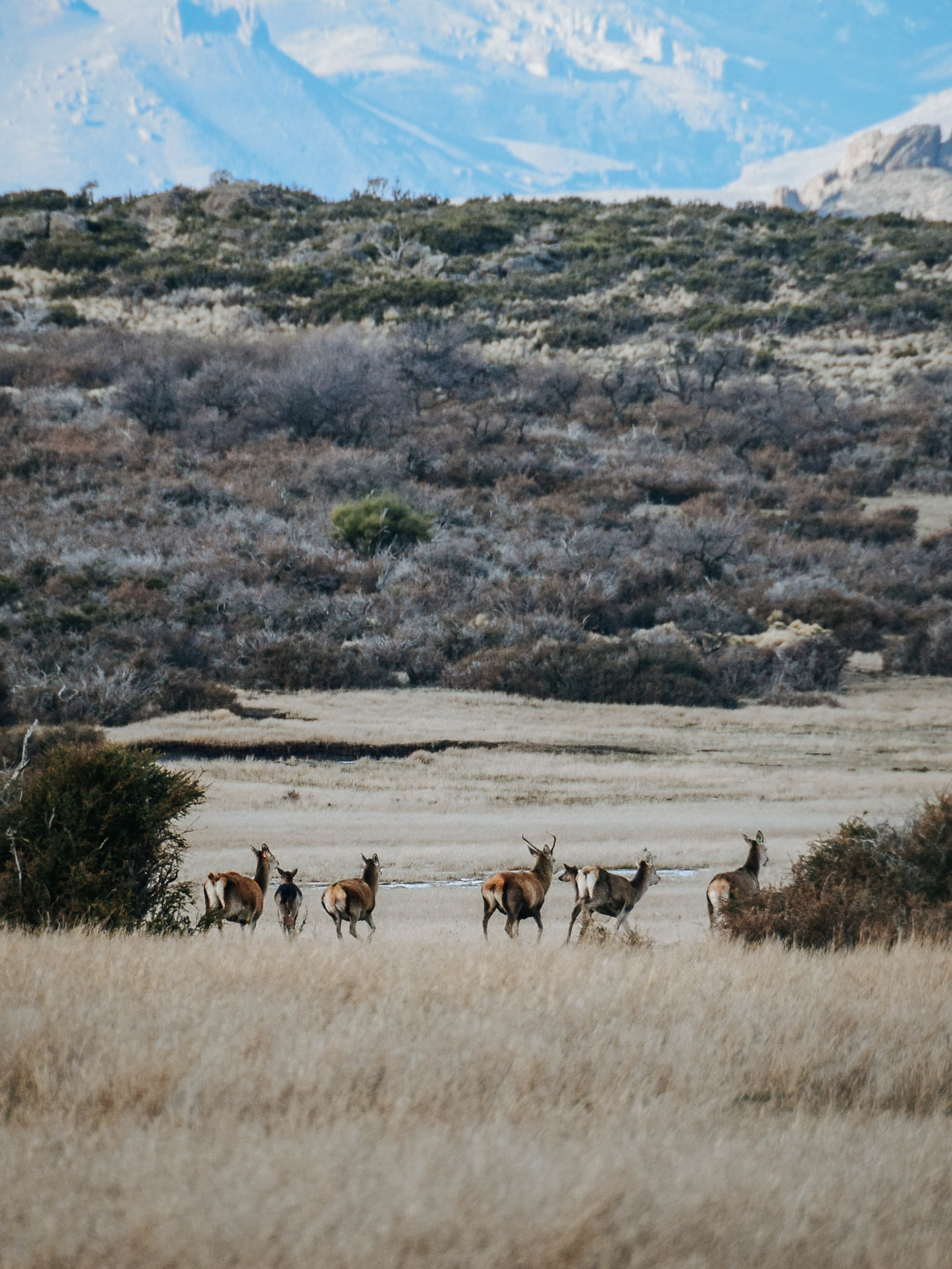 Ruta 40, Neuquén