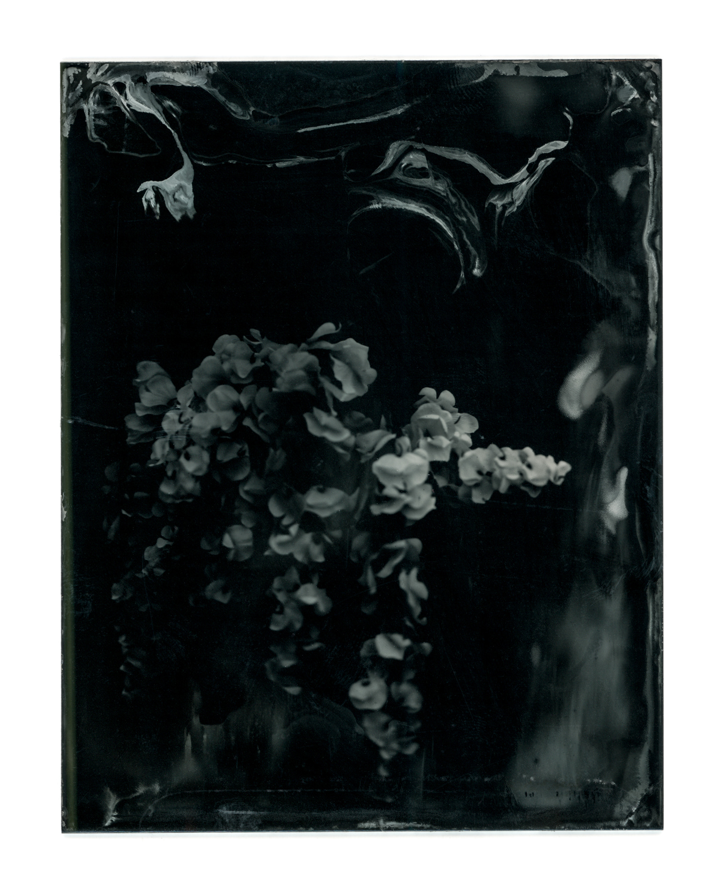 Adornment, 2023 (Tintype)