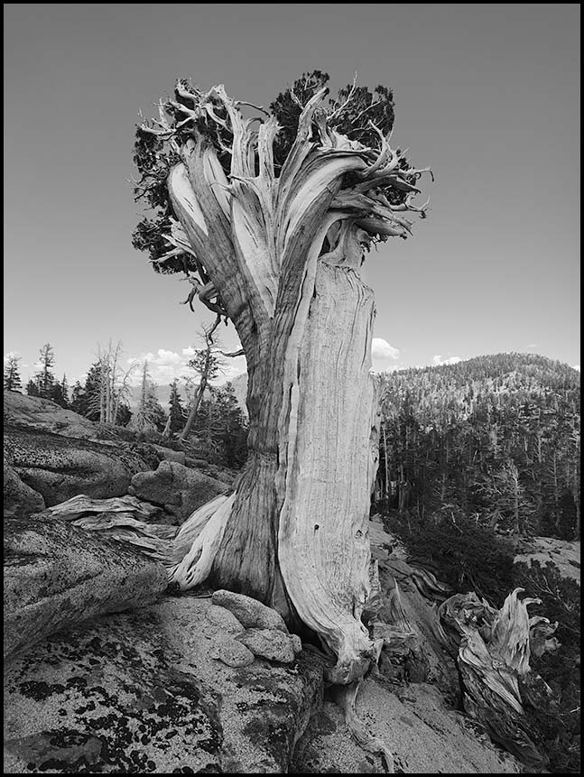 "Wind Swept" in Desolation Wilderness