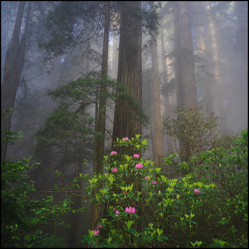 "Rhododendron" in Redwood National Park