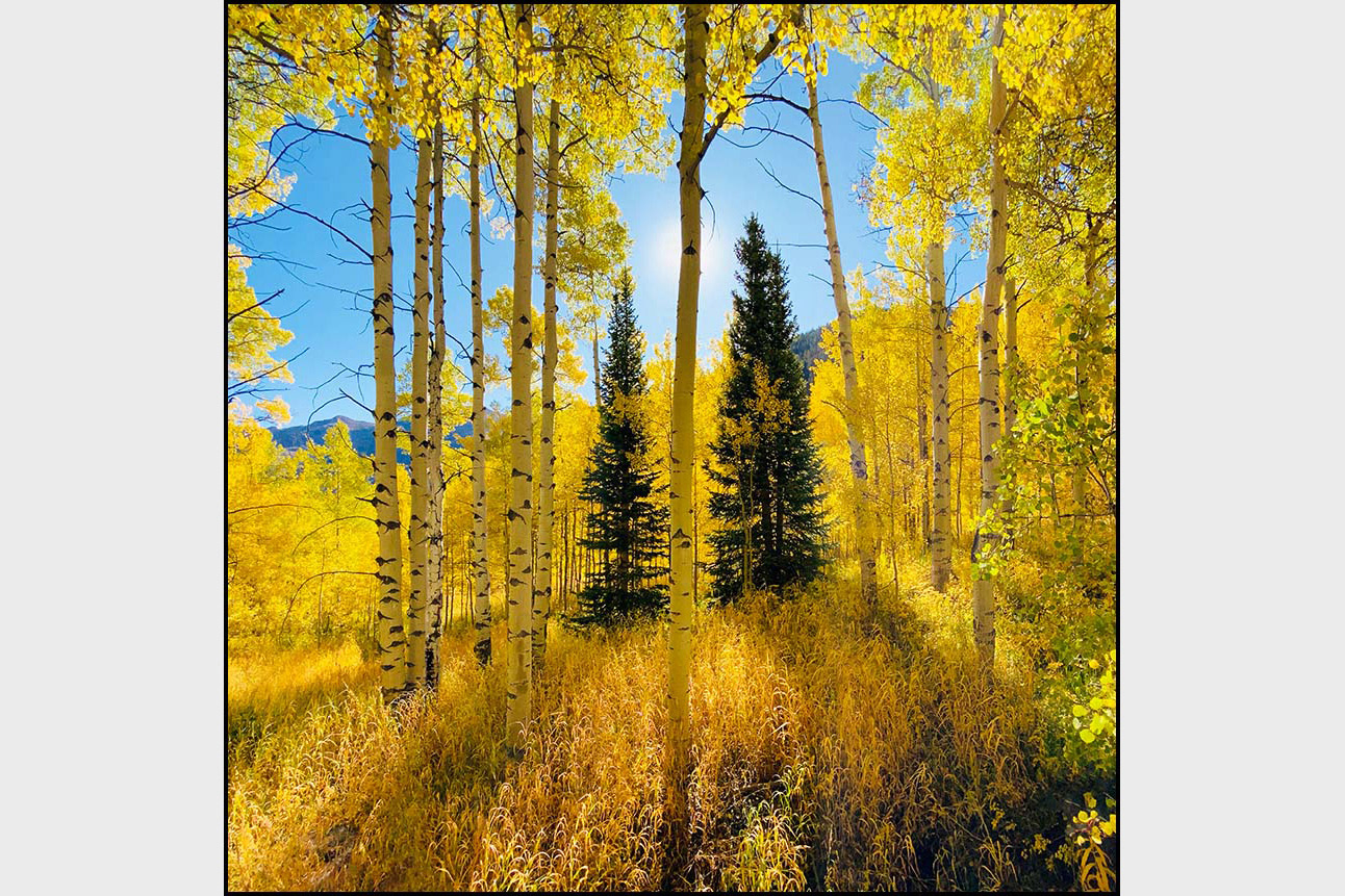"Alive" in Aspen CO