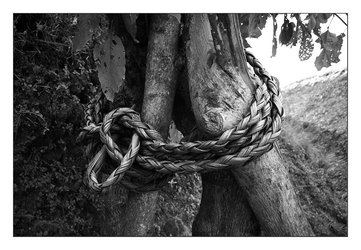 Rope used to tie buffalo