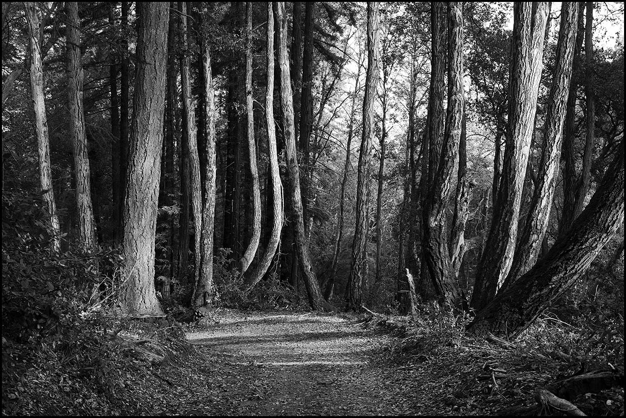 Forest Scene (Feb 2, 2023)