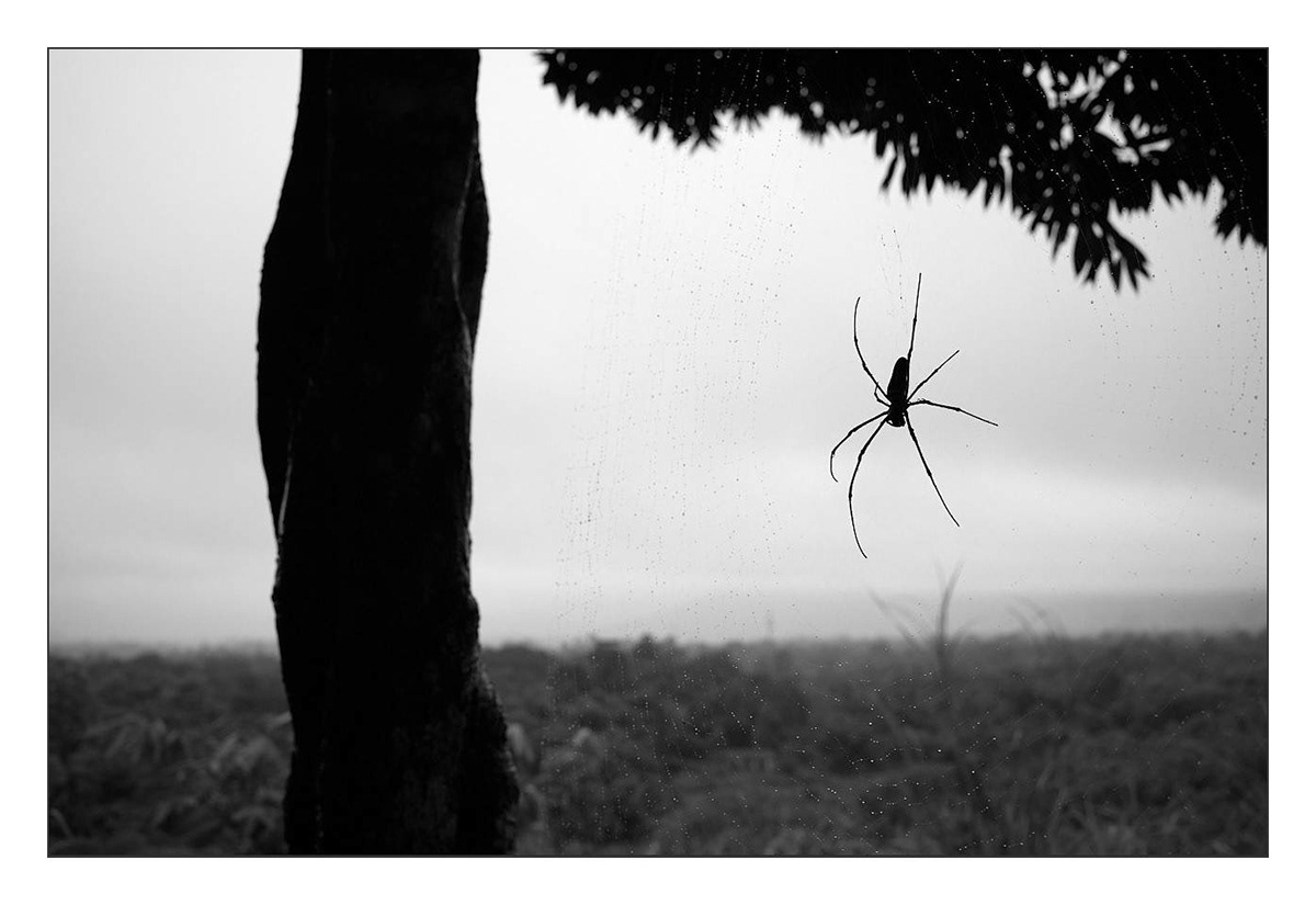 Giant wood spider (Tekhosowi)