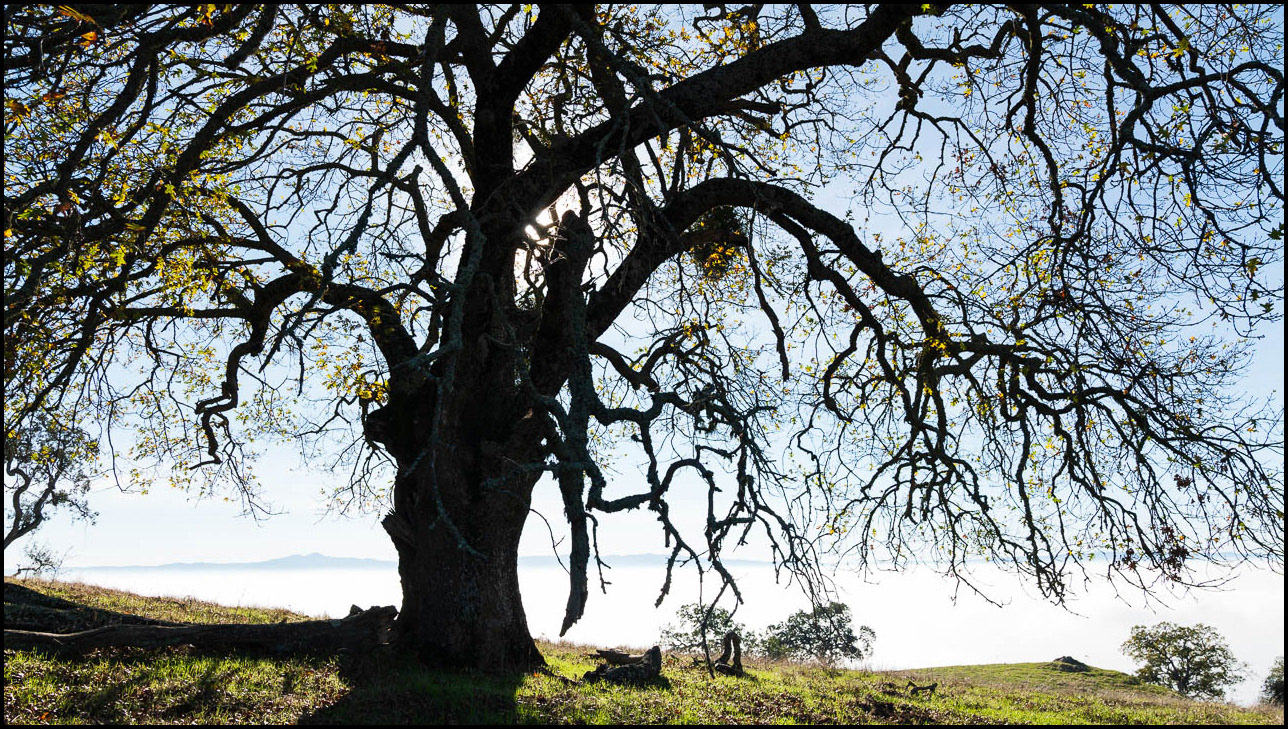 Old Oak
