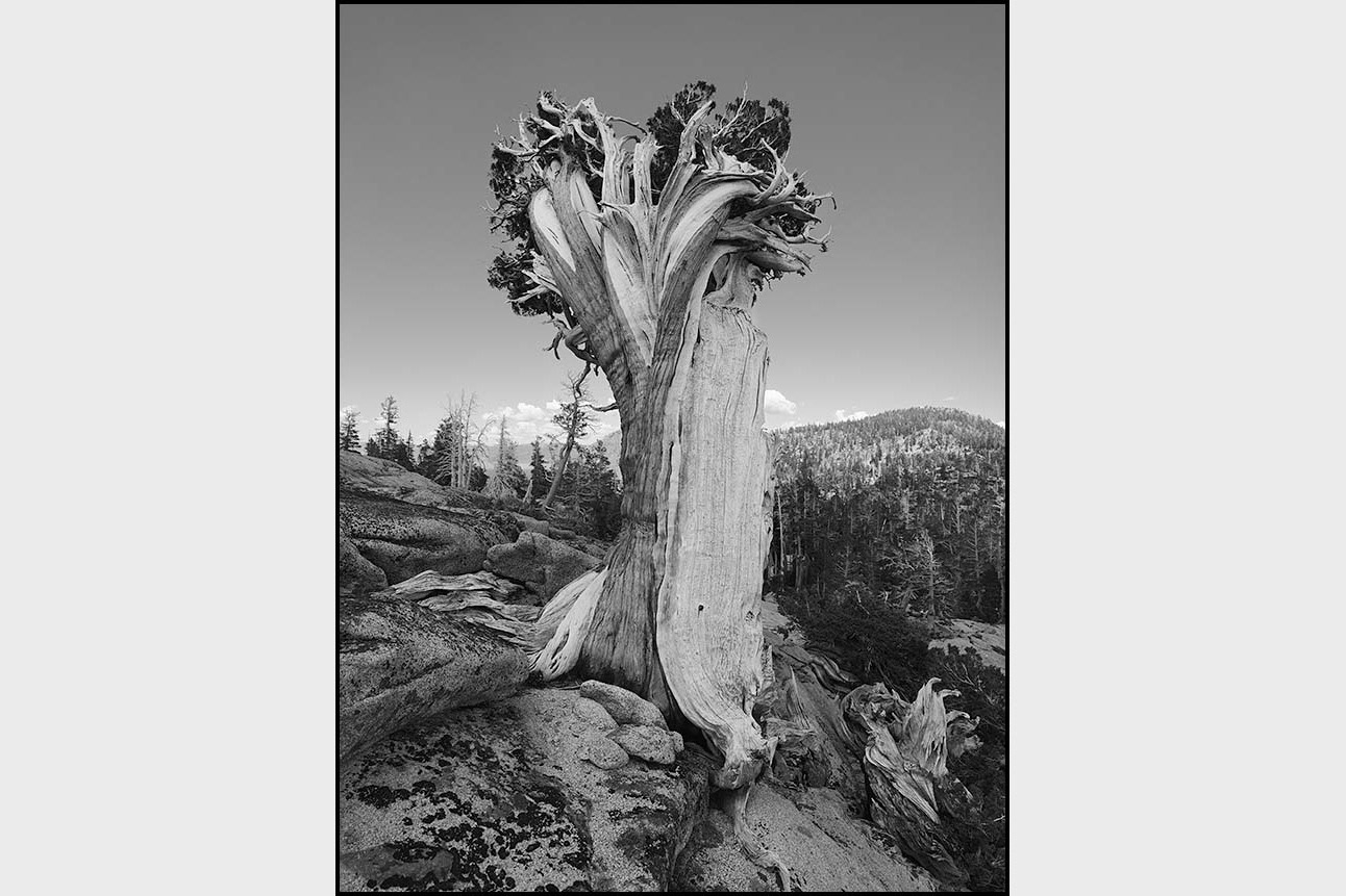 "Wind Swept" in Desolation Wilderness