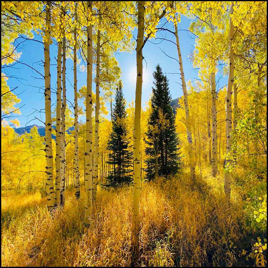 "Alive" in Aspen, CO