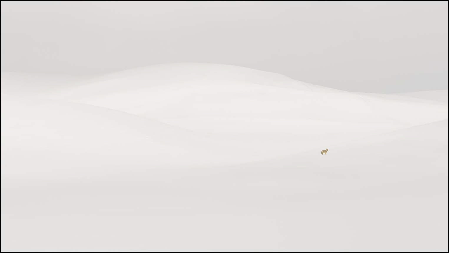 Coyote in the snow (Nov 30, 2019)
