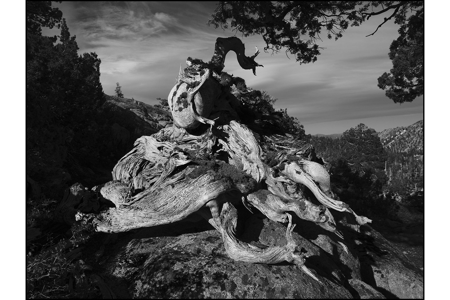 "Roots" in Desolation Wilderness