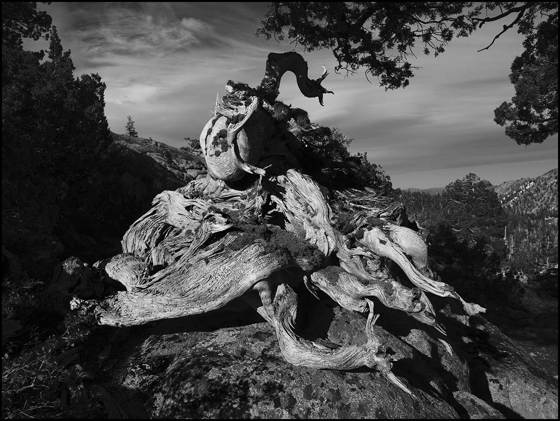 "Roots" in Desolation Wilderness