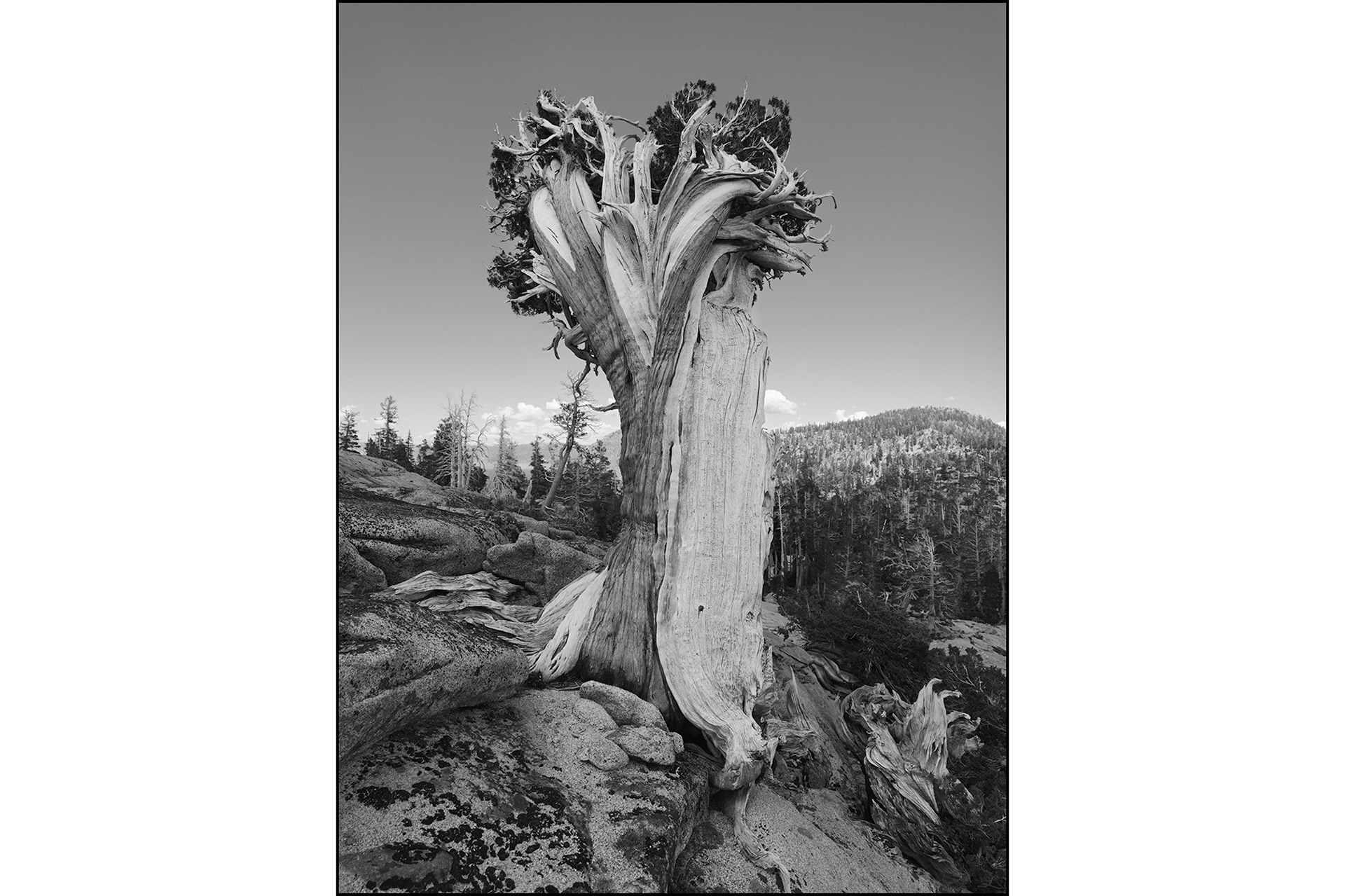 "Wind Swept" in Desolation Wilderness