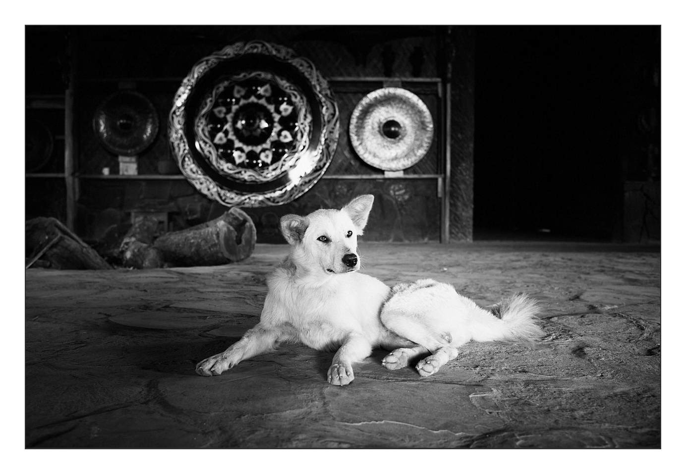 Royal dog