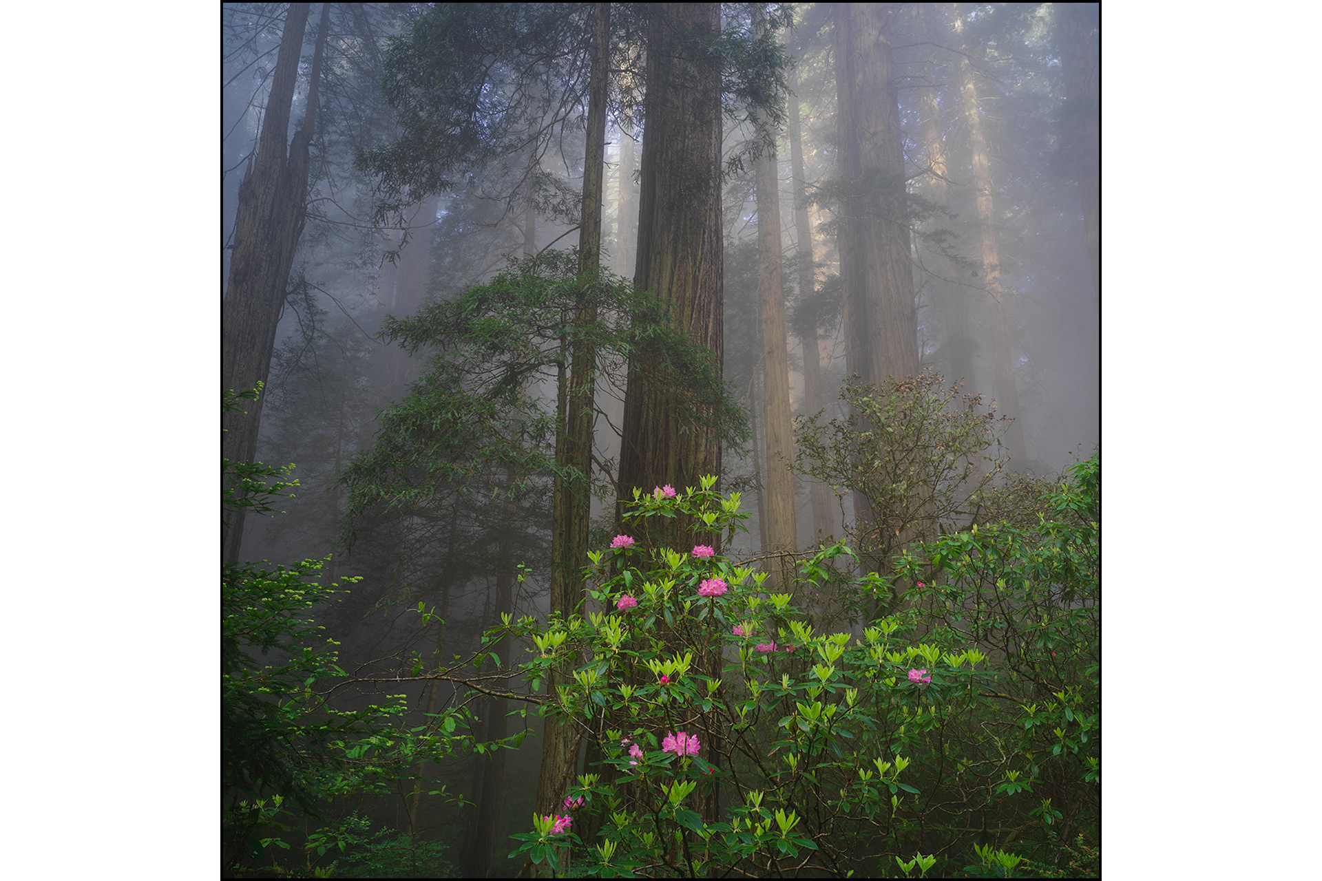 "Rhododendron" in Redwood National Park