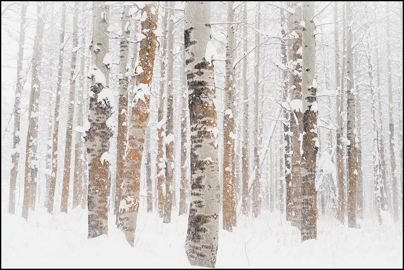 "Snowy Evening" in Tahoe