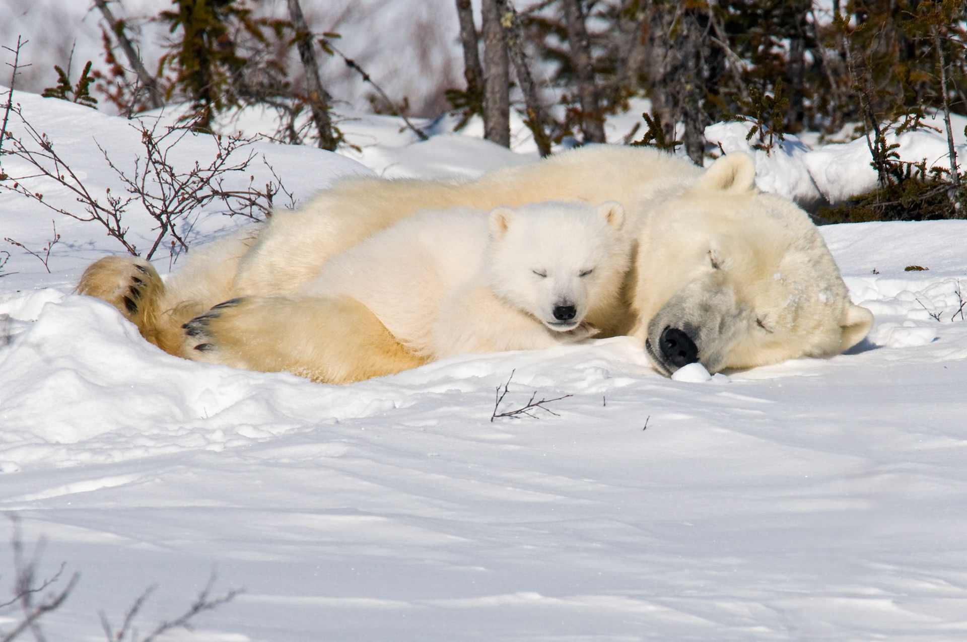 Polar bear mother and cub sleeping.