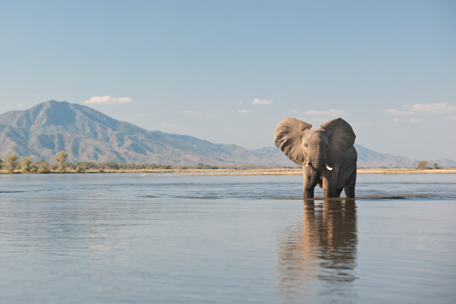 A bull elephant walks through the Zambezi river in Mana Pools National Park