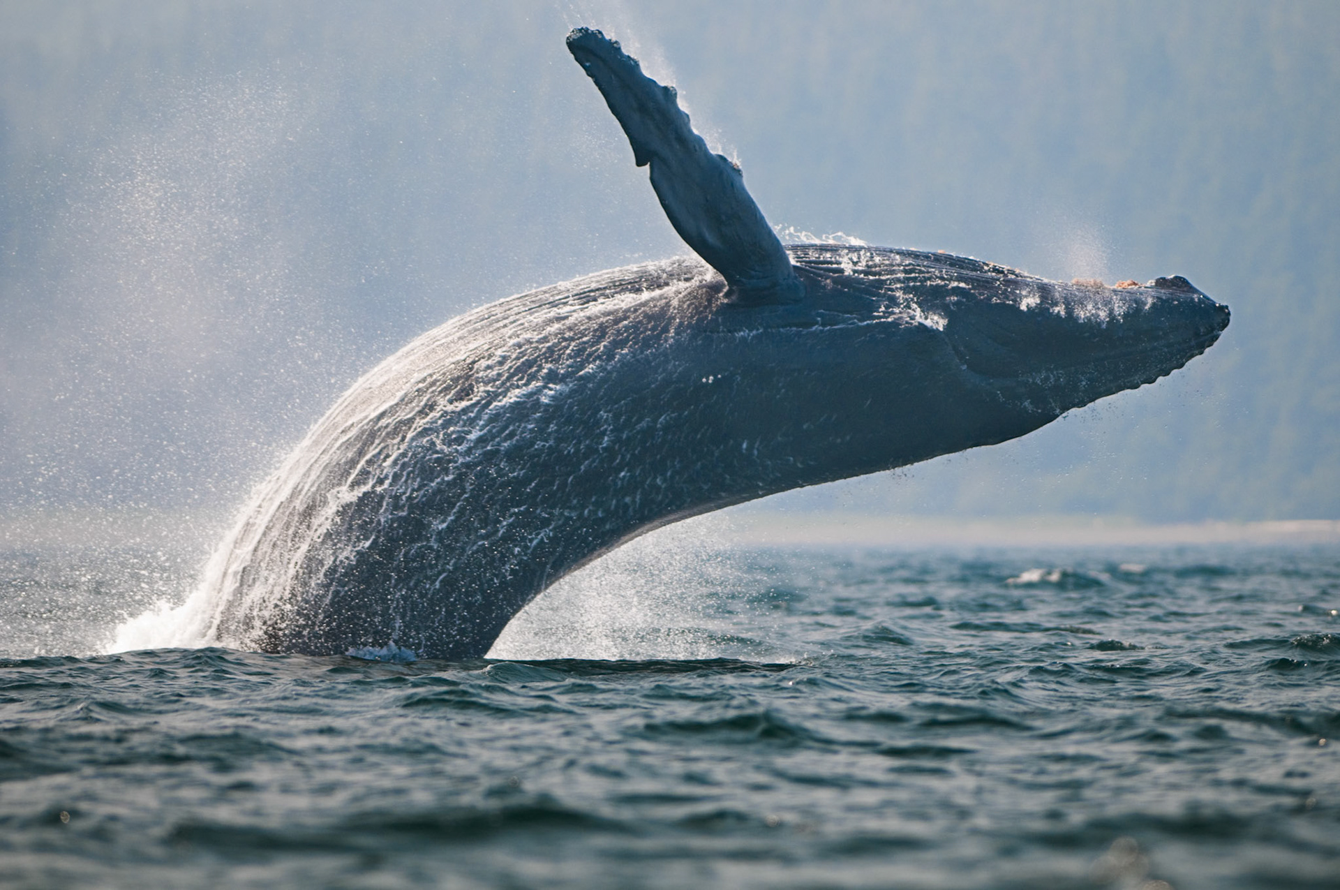 Happy Humpback