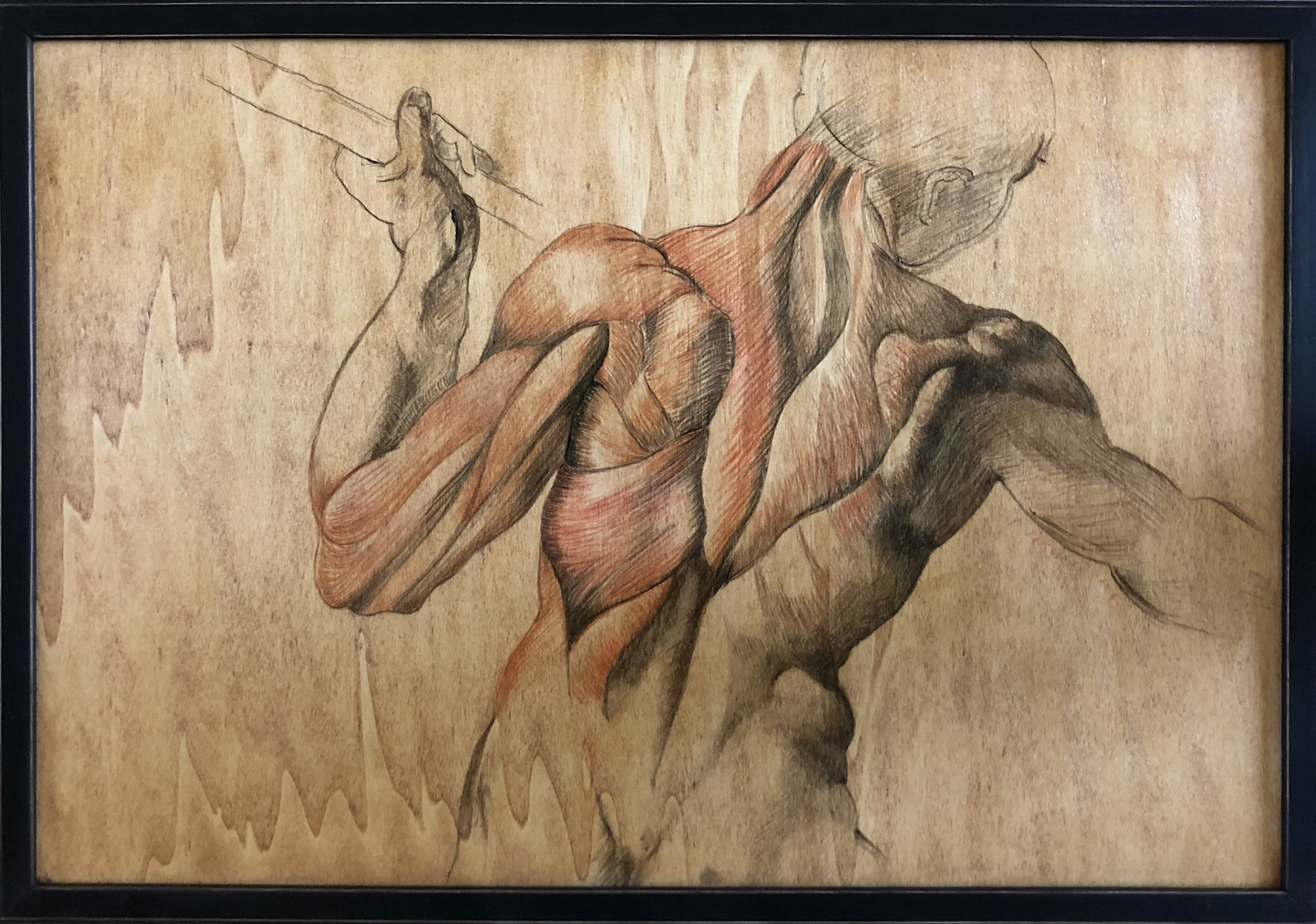 corpo Sanguigna su tavola 40x50 cm NON DISPONIBILE
