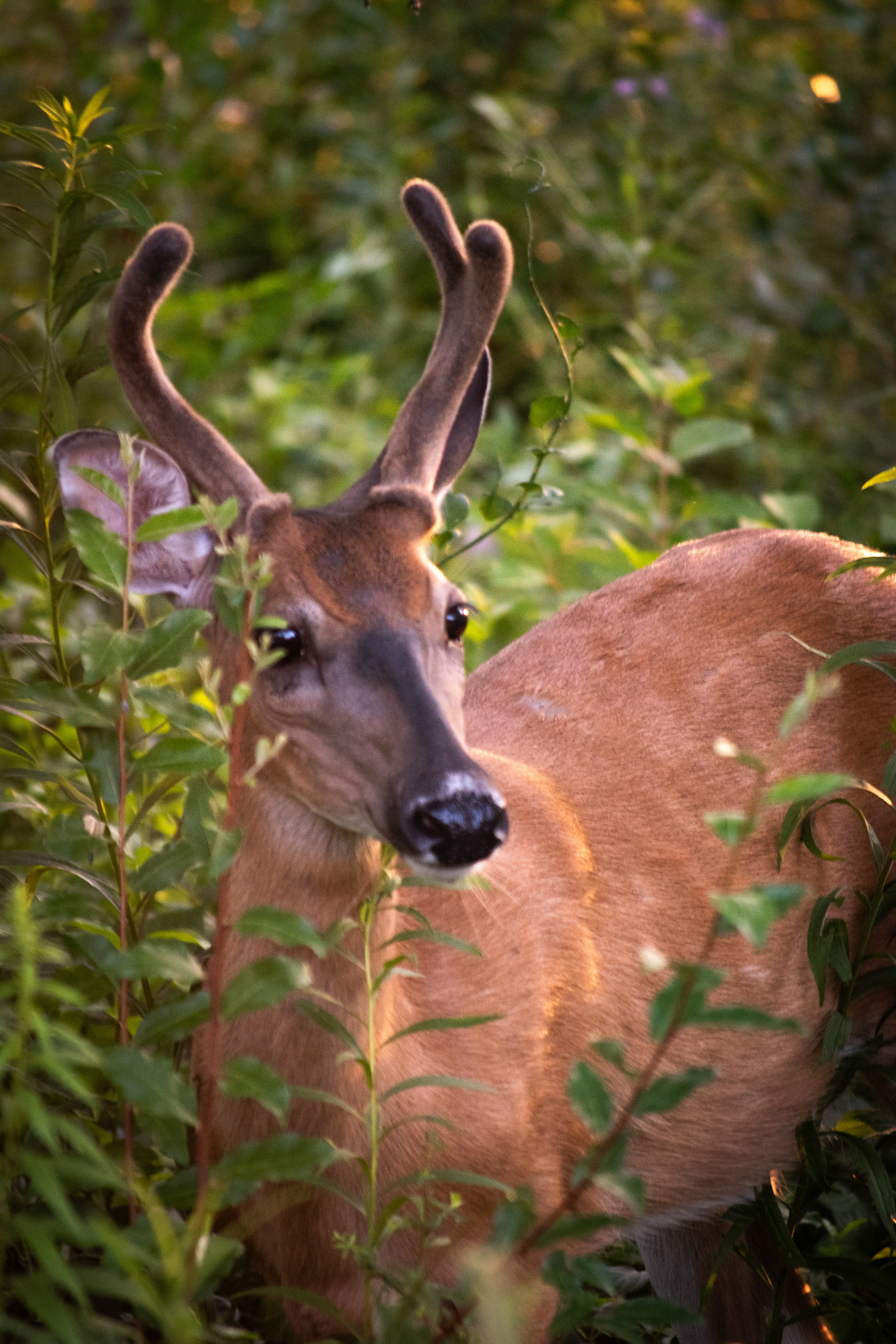 Velvet Buck