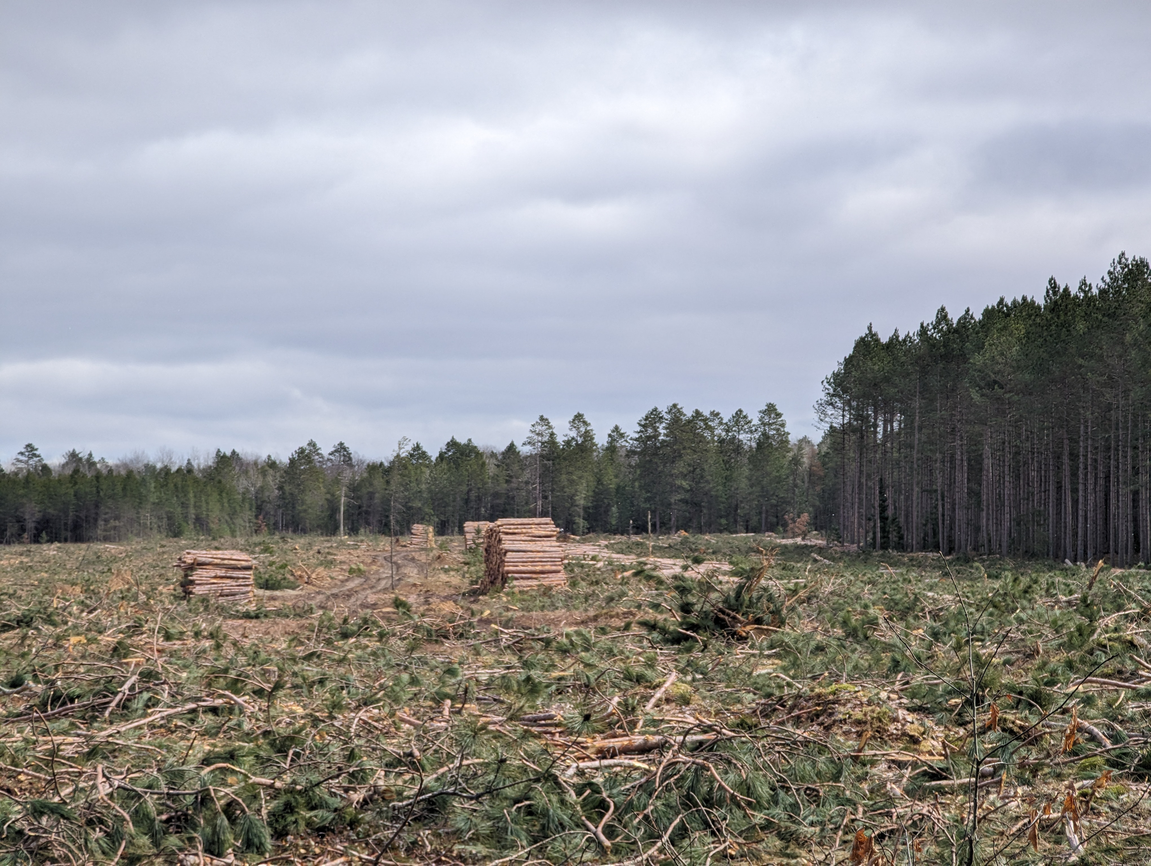 Presque Isle Timber Harvest 1