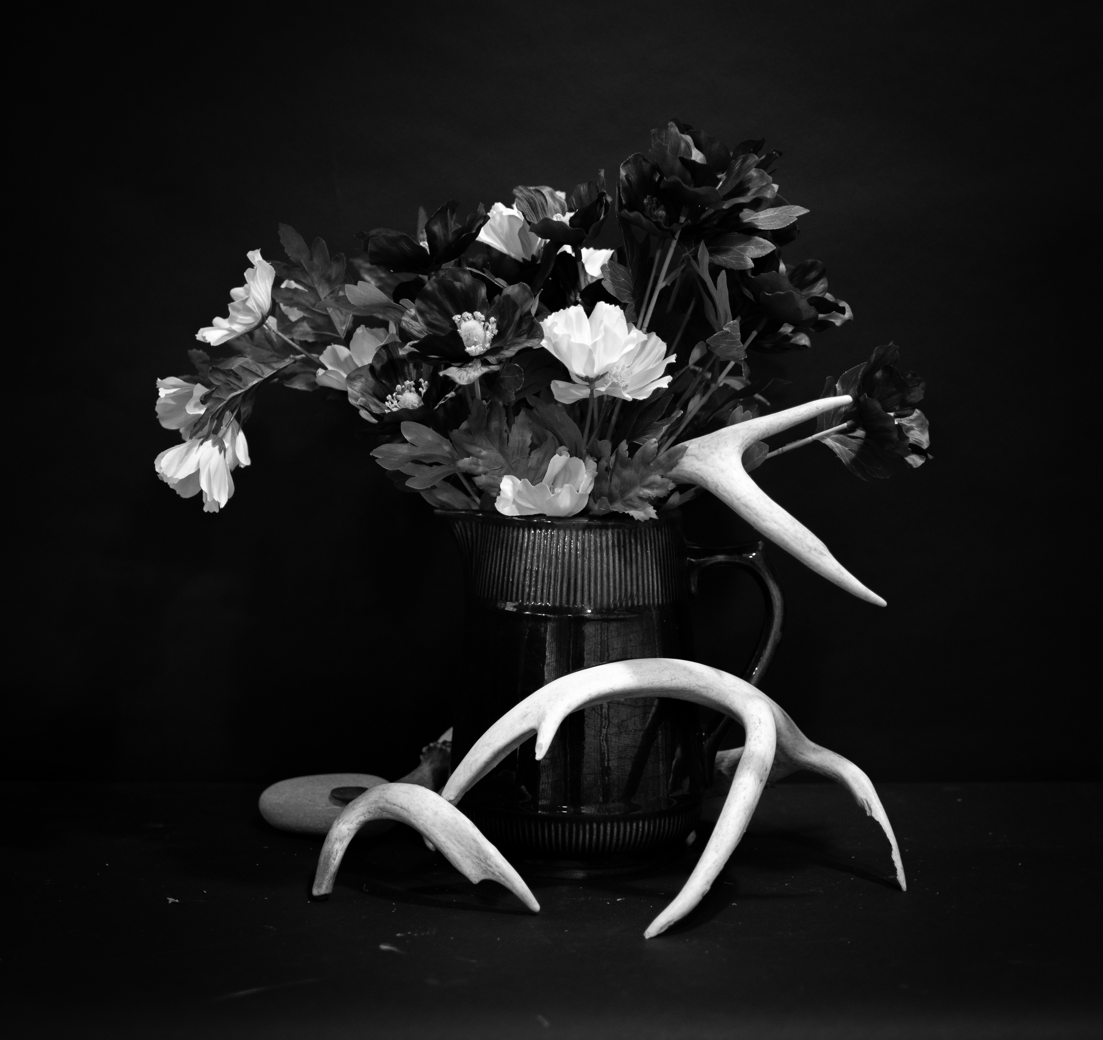 Still Life Antlers #1