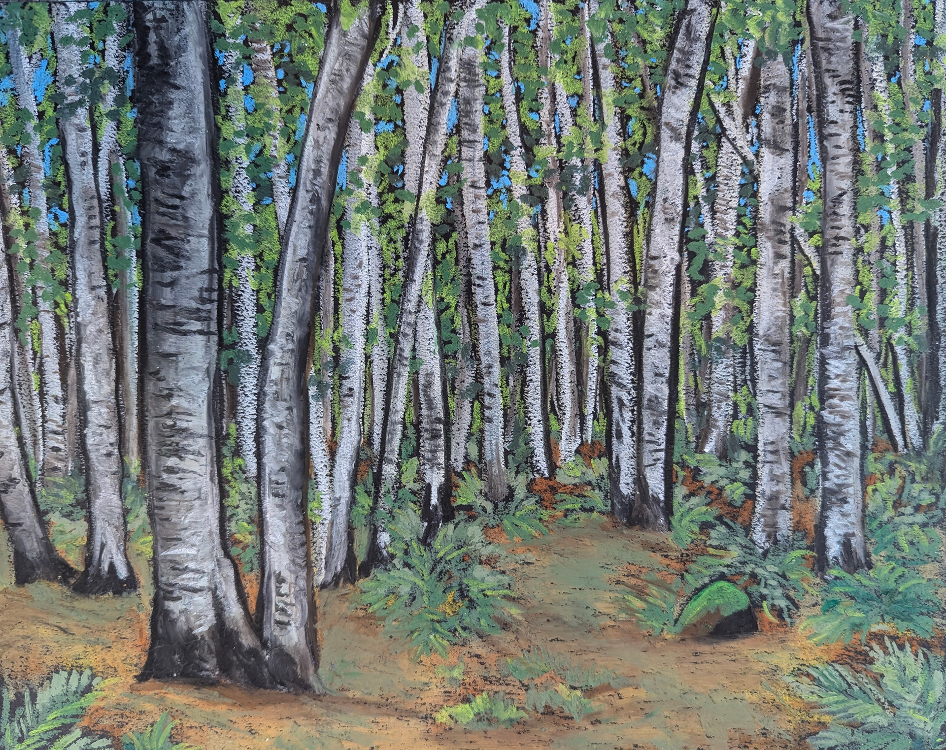 Birches up North. 2015