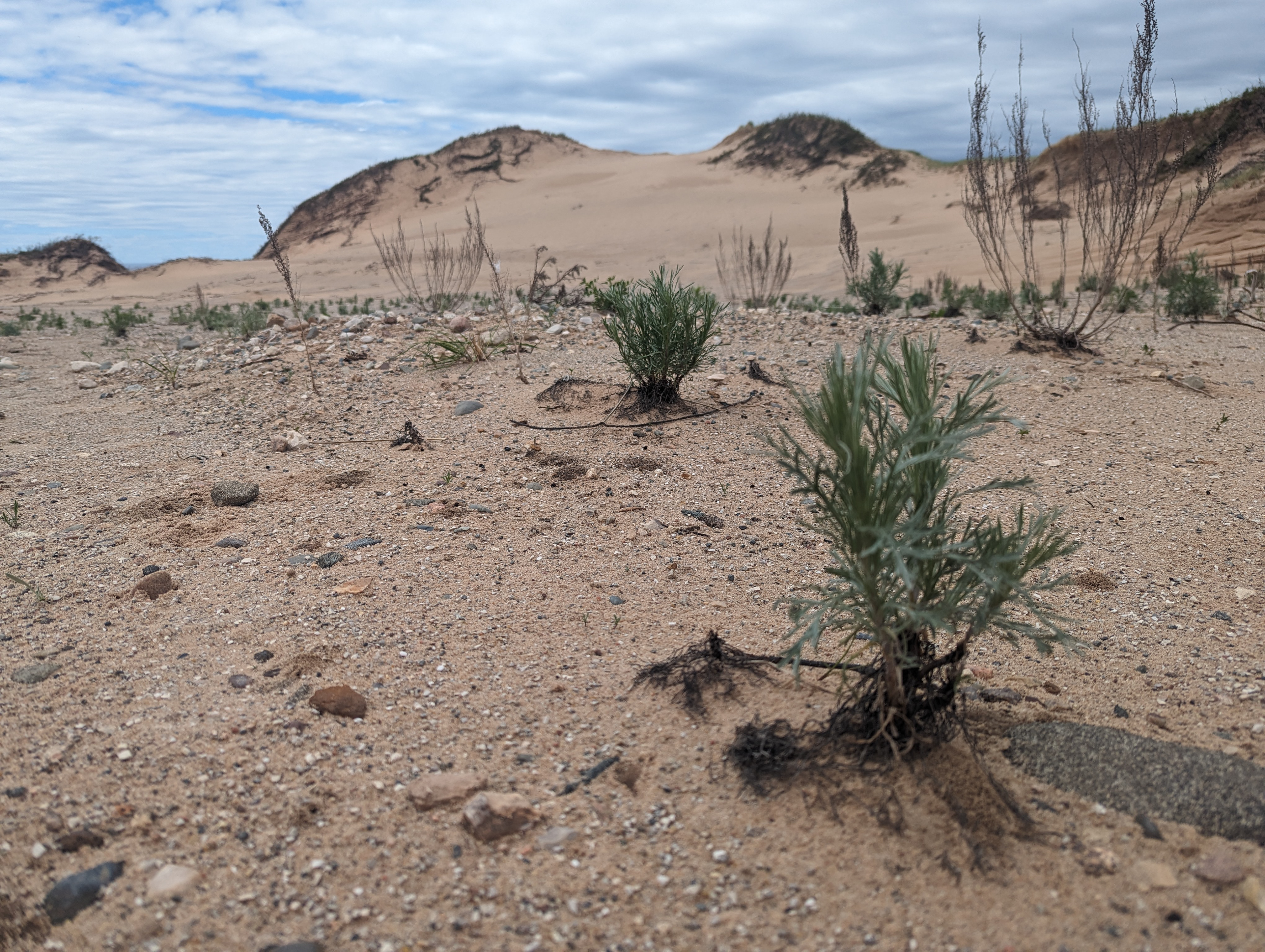 South Manitou Dunes.2