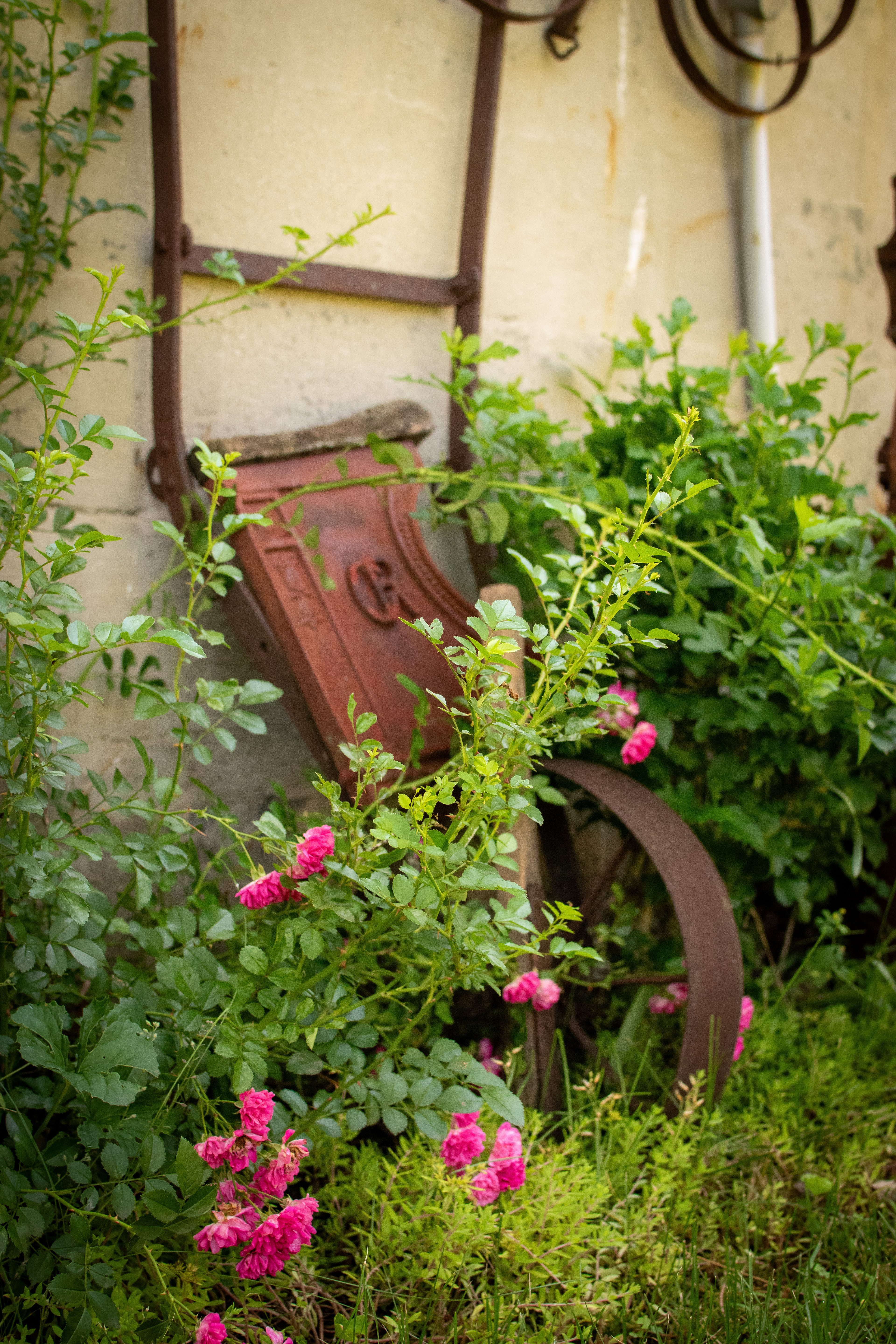 Rose Wheel