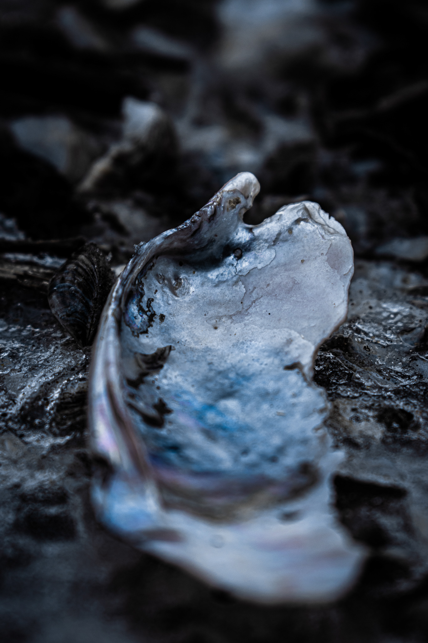 Clam.2