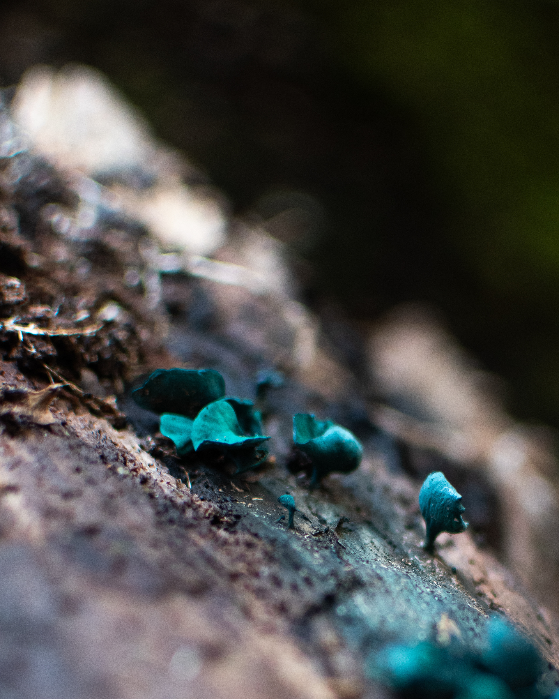 Blue Elf Cups